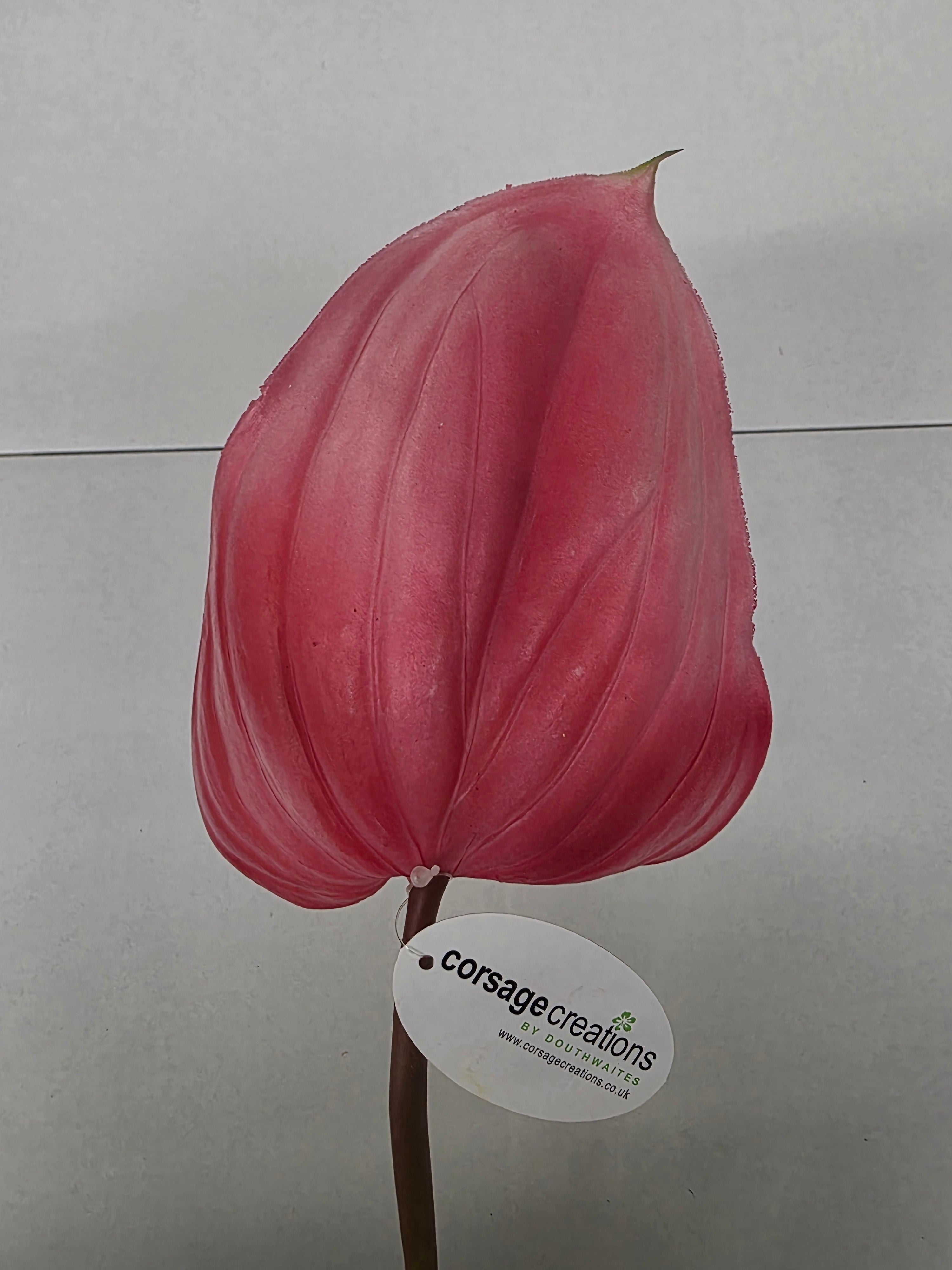 Artificial Anthurium Dark Pink Real Touch 76cm (PACK OF 2)