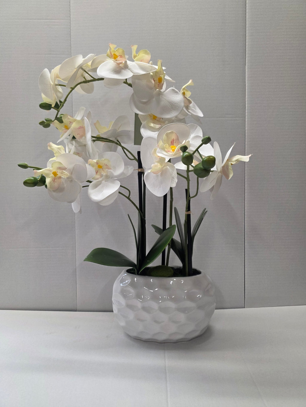 Phalaenopsis Dimpled Pot 53cm