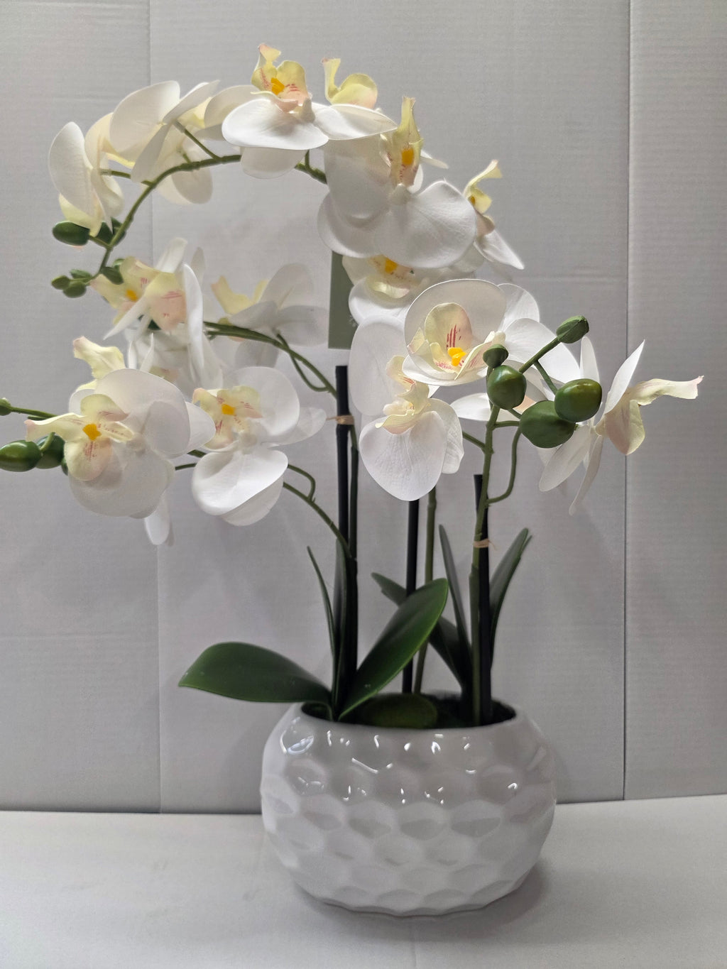 Phalaenopsis Dimpled Pot 53cm