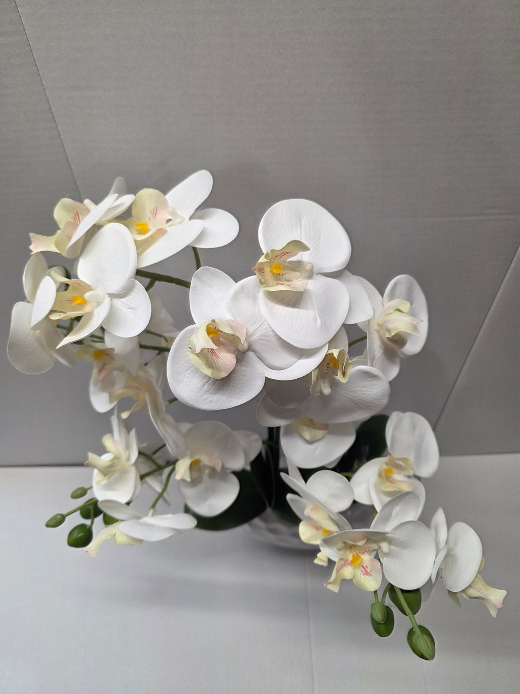 Phalaenopsis Dimpled Pot 53cm