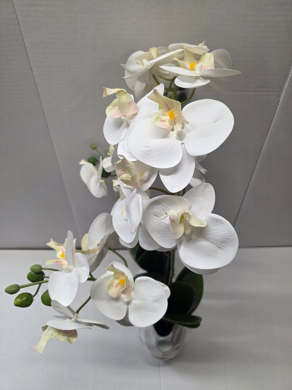 Phalaenopsis Dimpled Pot 53cm
