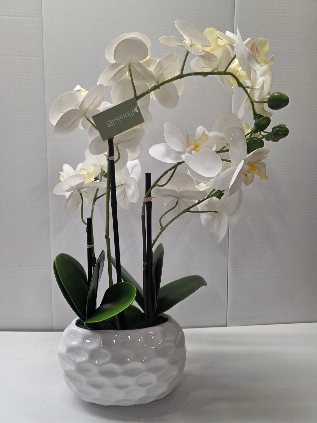 Phalaenopsis Dimpled Pot 53cm