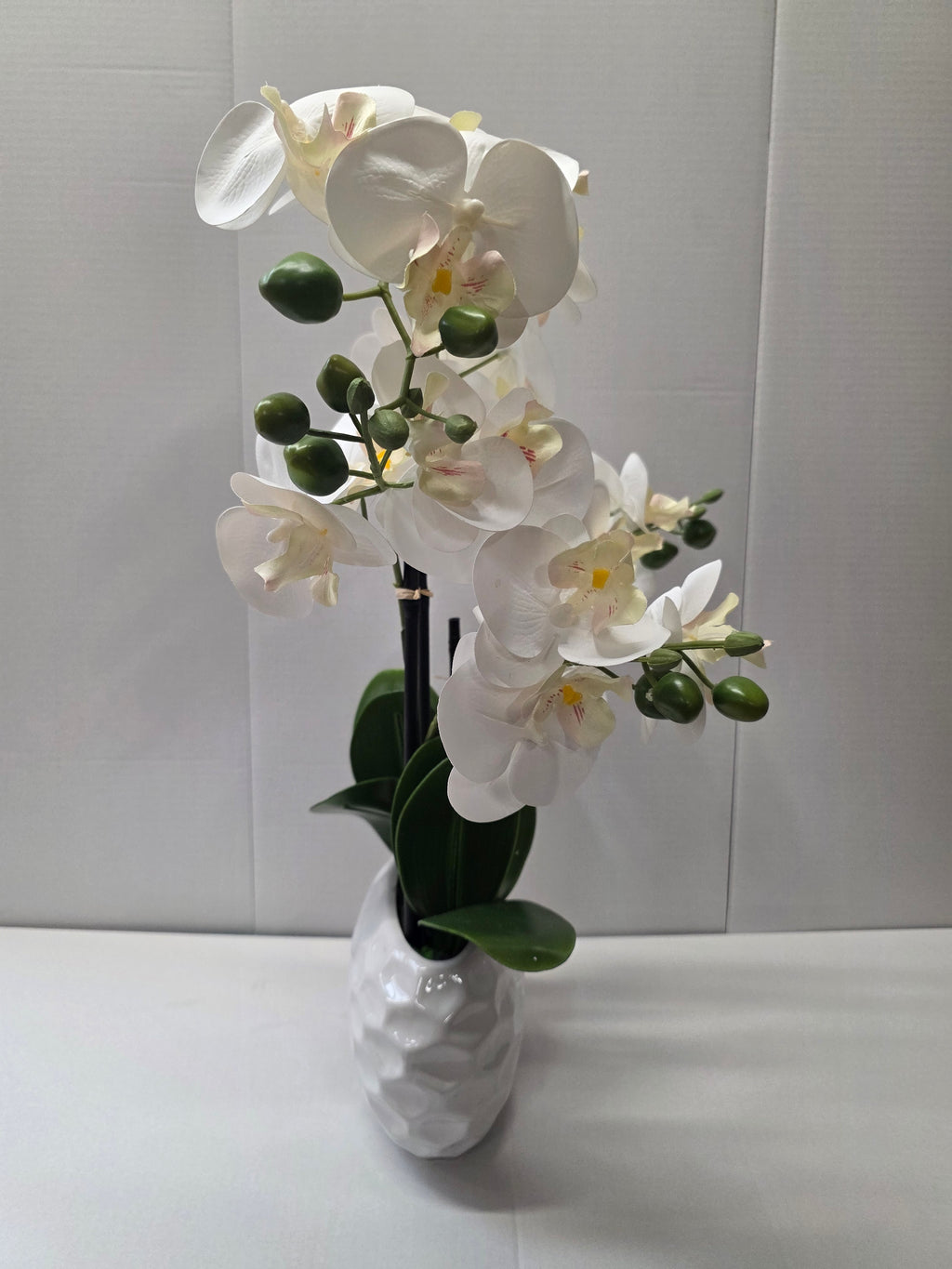 Phalaenopsis Dimpled Pot 53cm