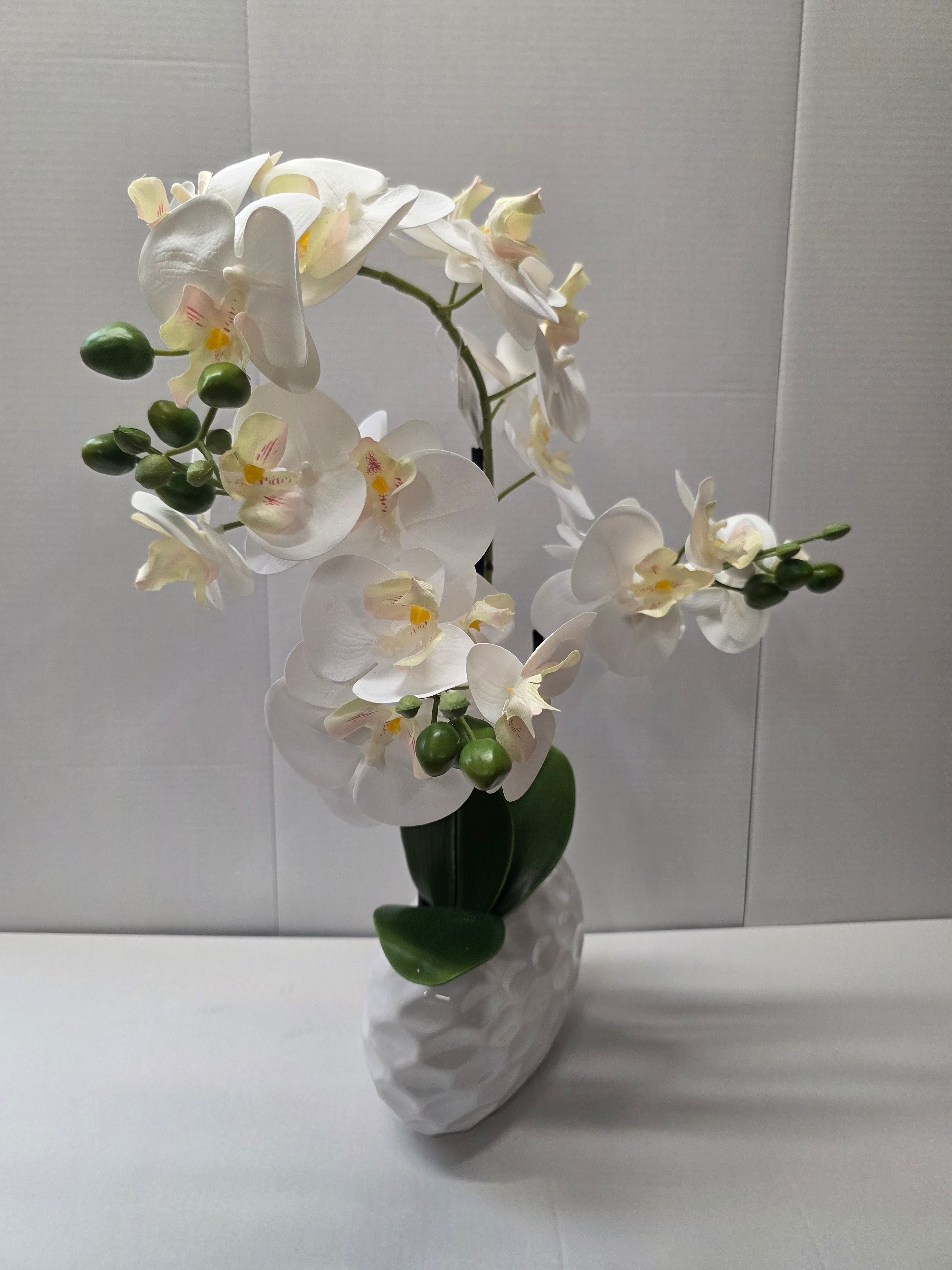 Phalaenopsis Dimpled Pot 53cm
