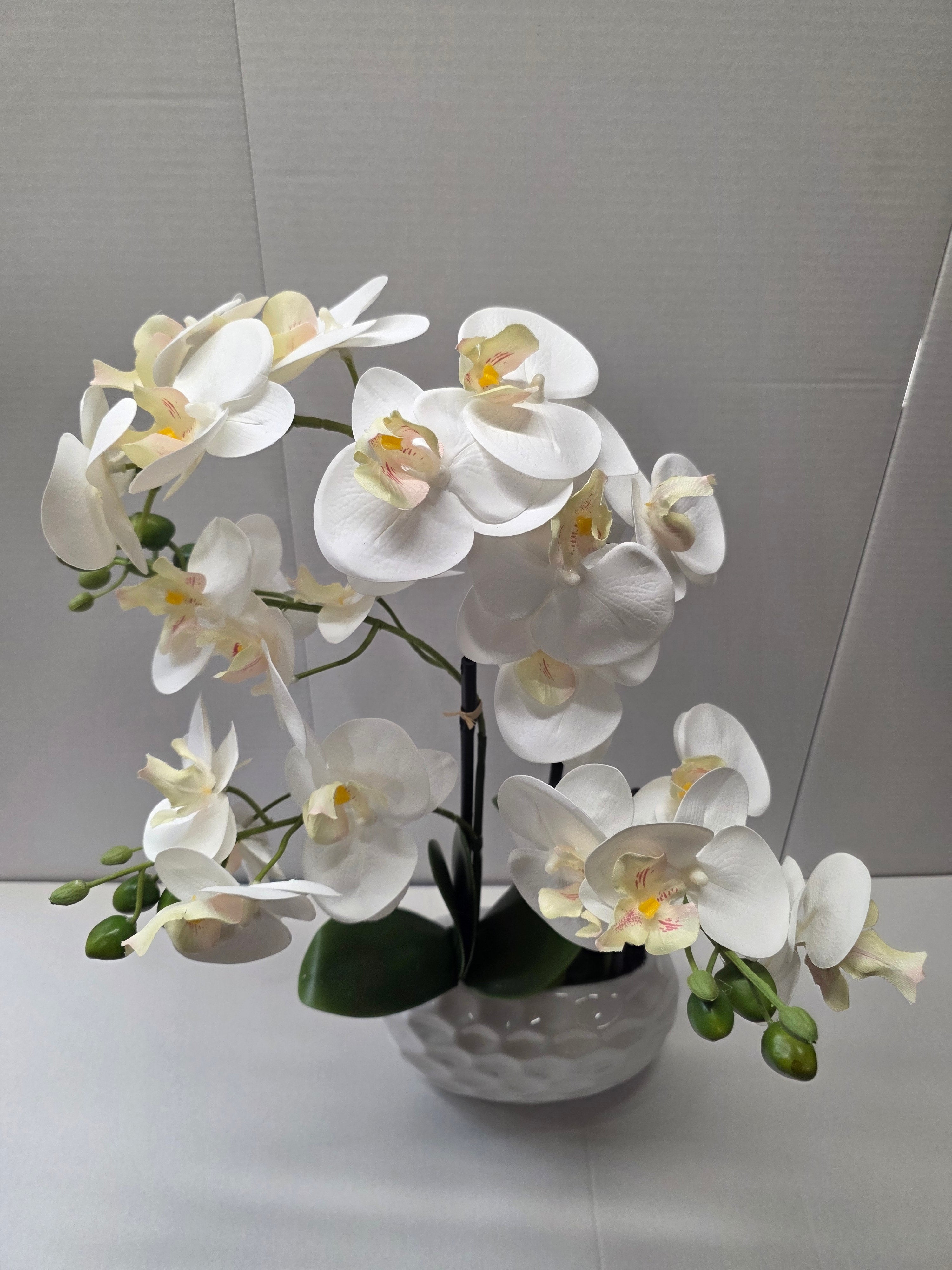 Phalaenopsis Dimpled Pot 53cm