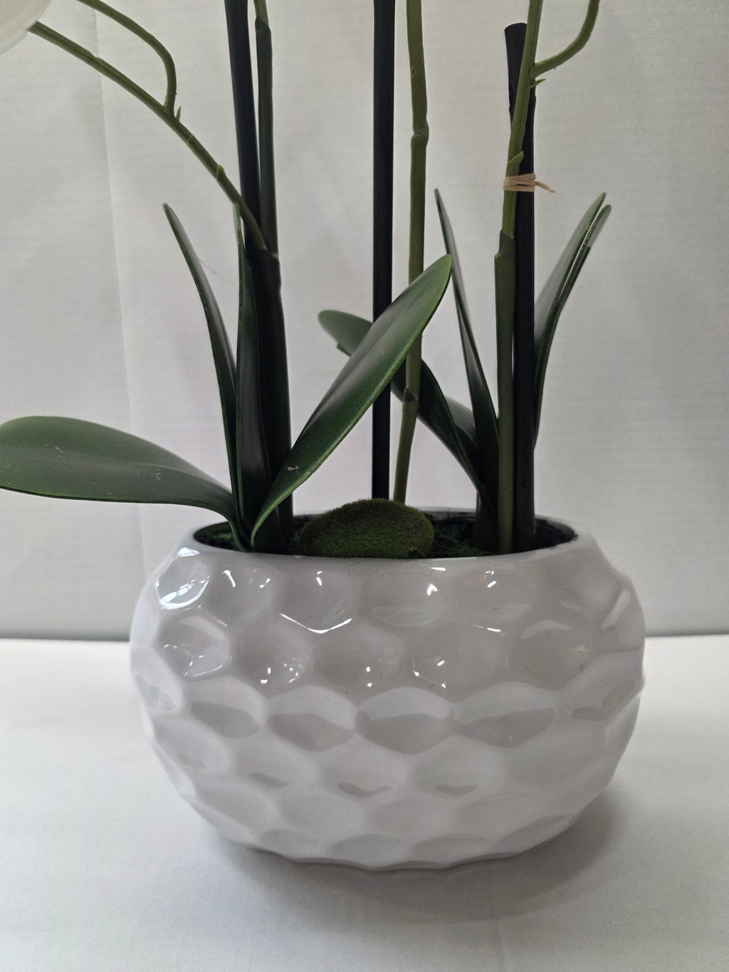 Phalaenopsis Dimpled Pot 53cm