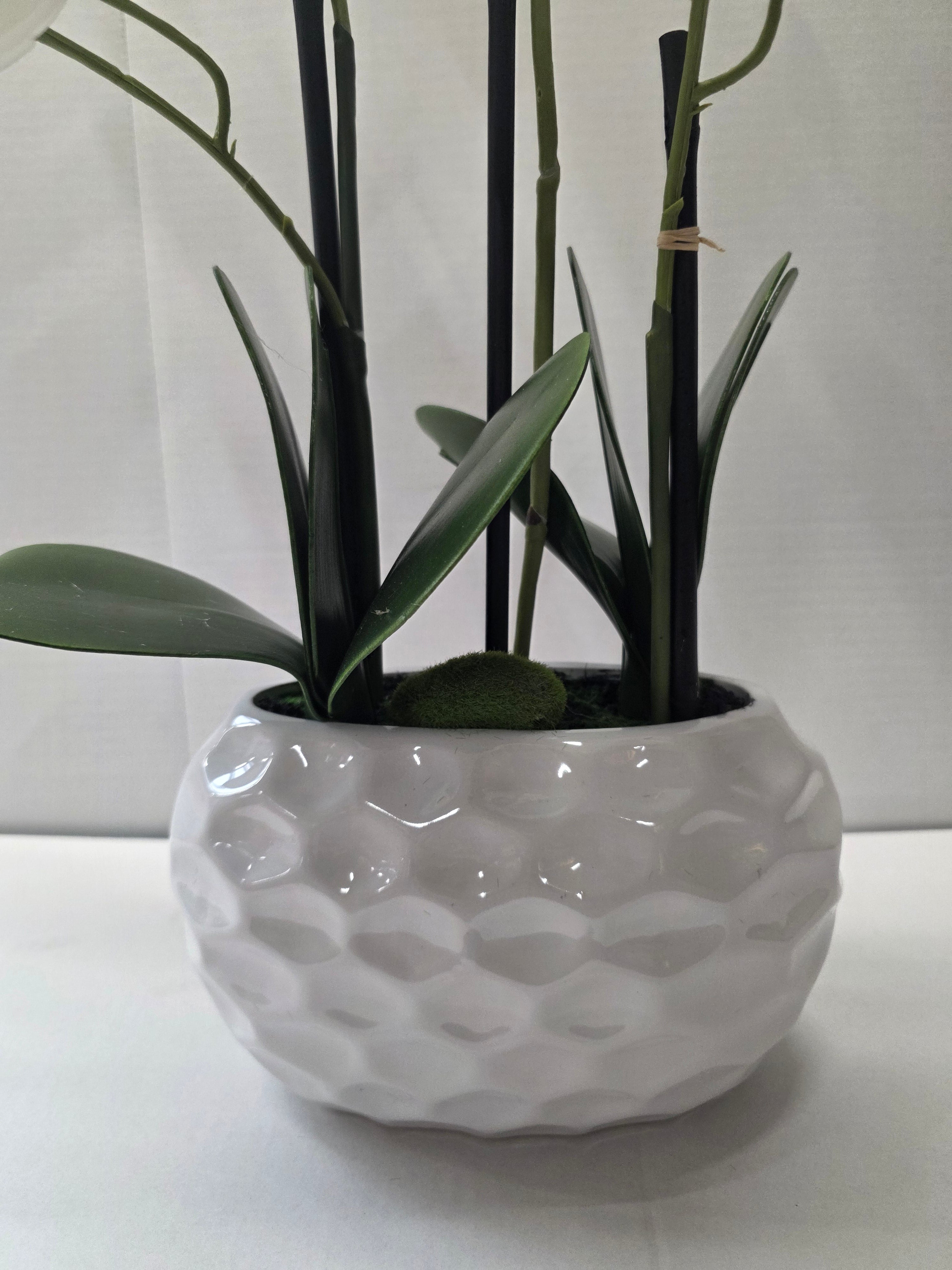 Phalaenopsis Dimpled Pot 53cm