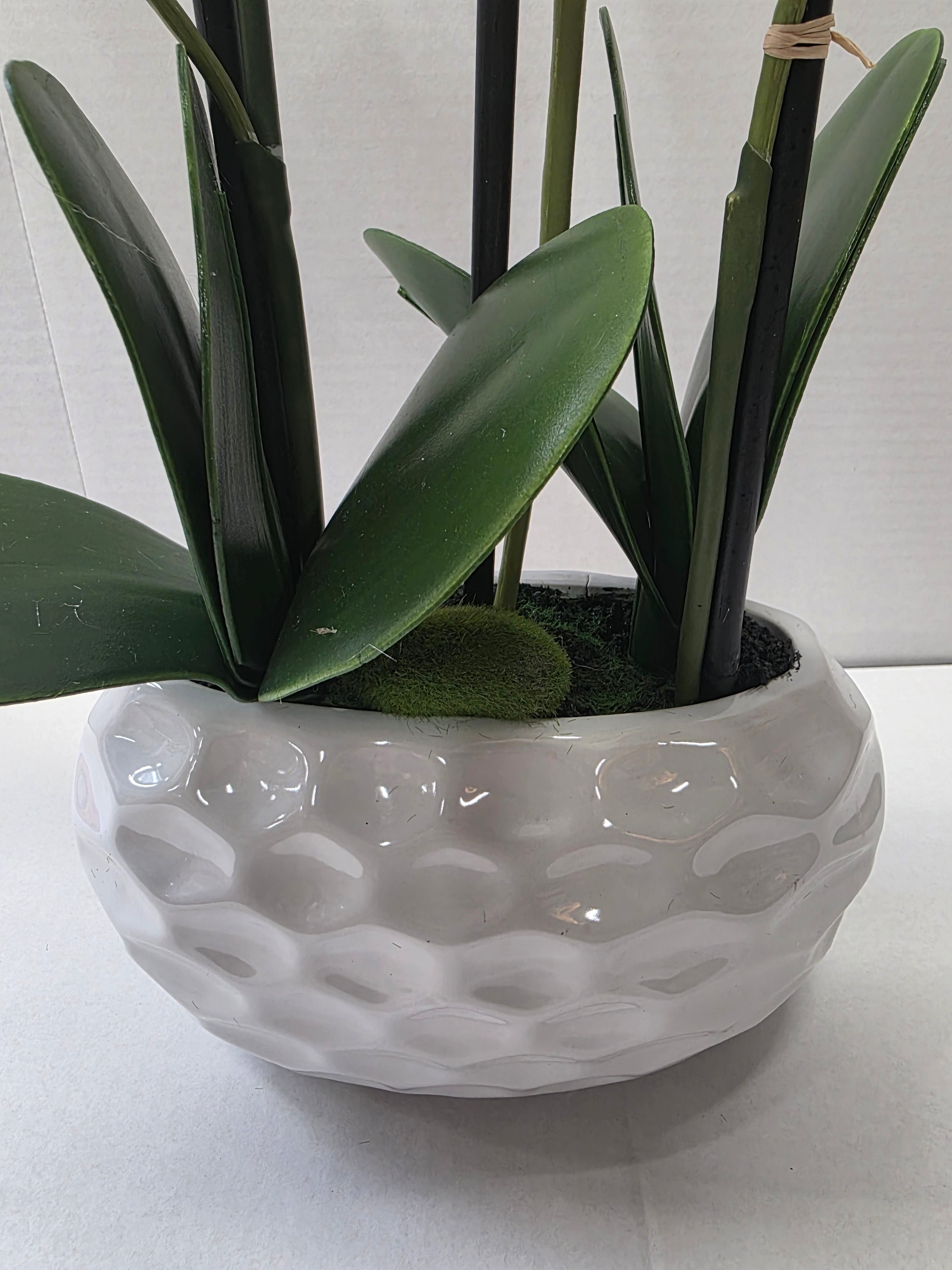 Phalaenopsis Dimpled Pot 53cm