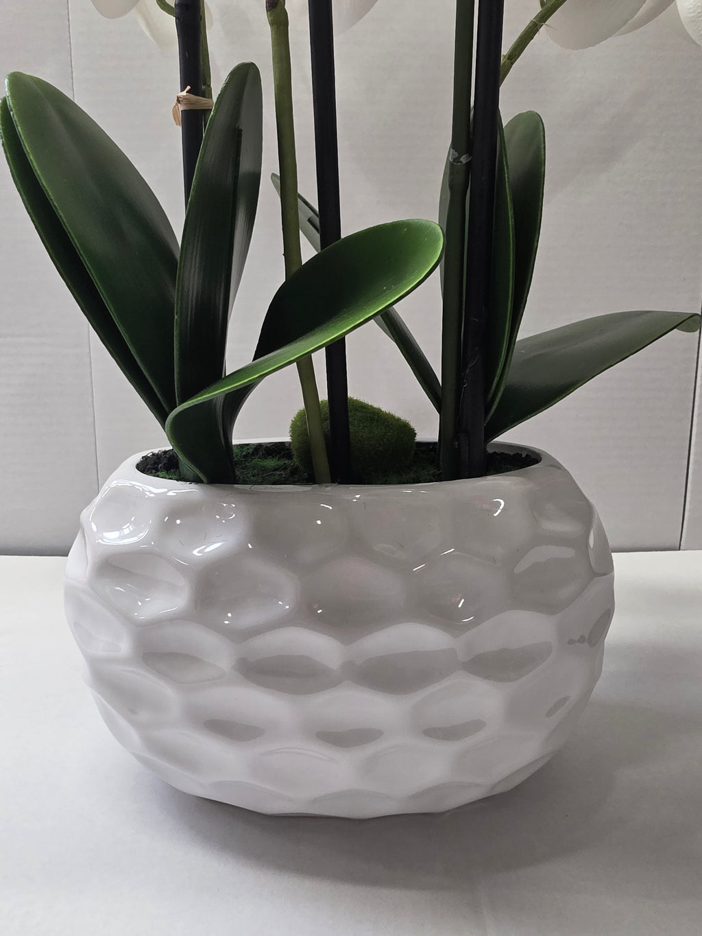 Phalaenopsis Dimpled Pot 53cm
