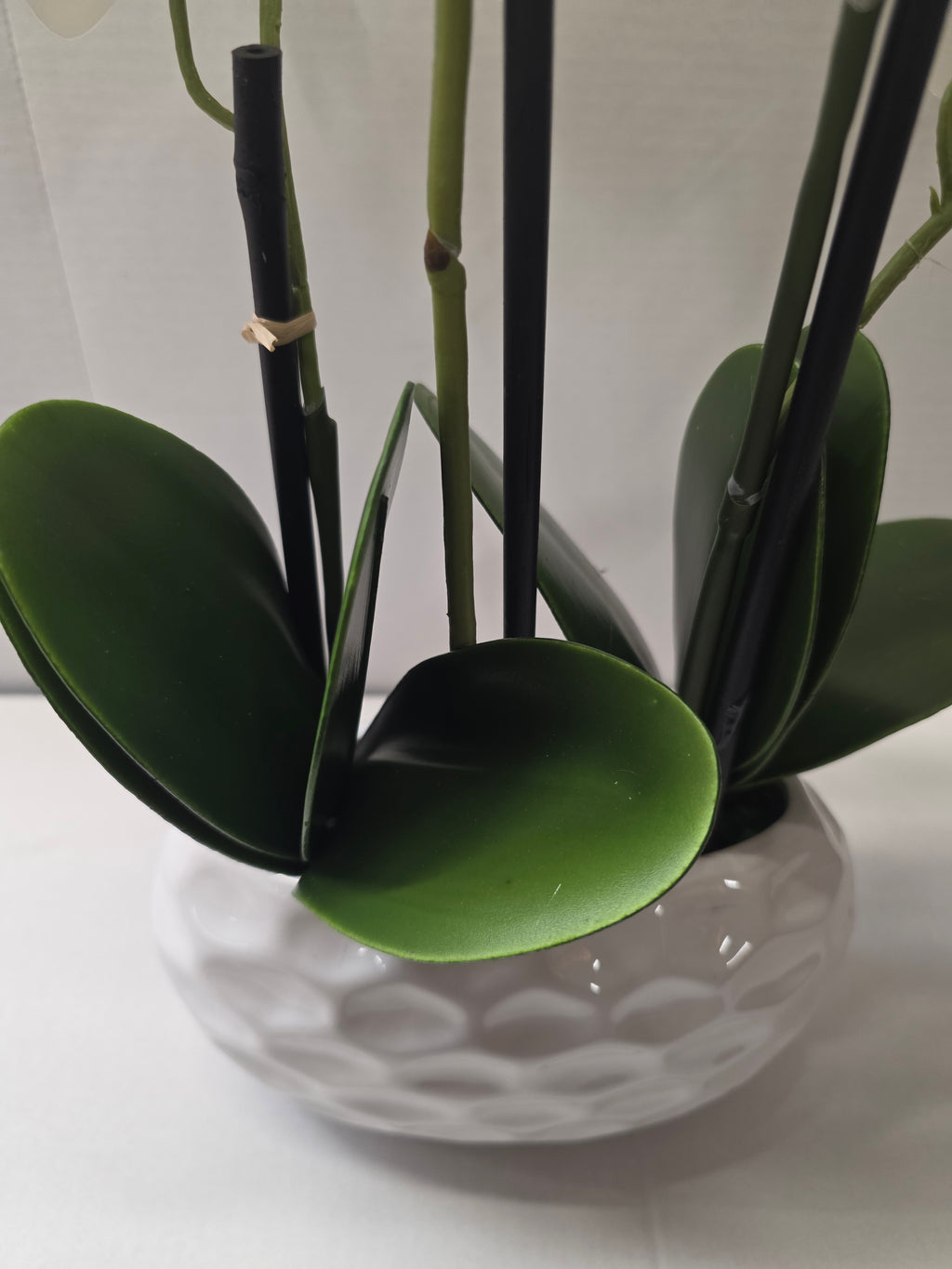 Phalaenopsis Dimpled Pot 53cm