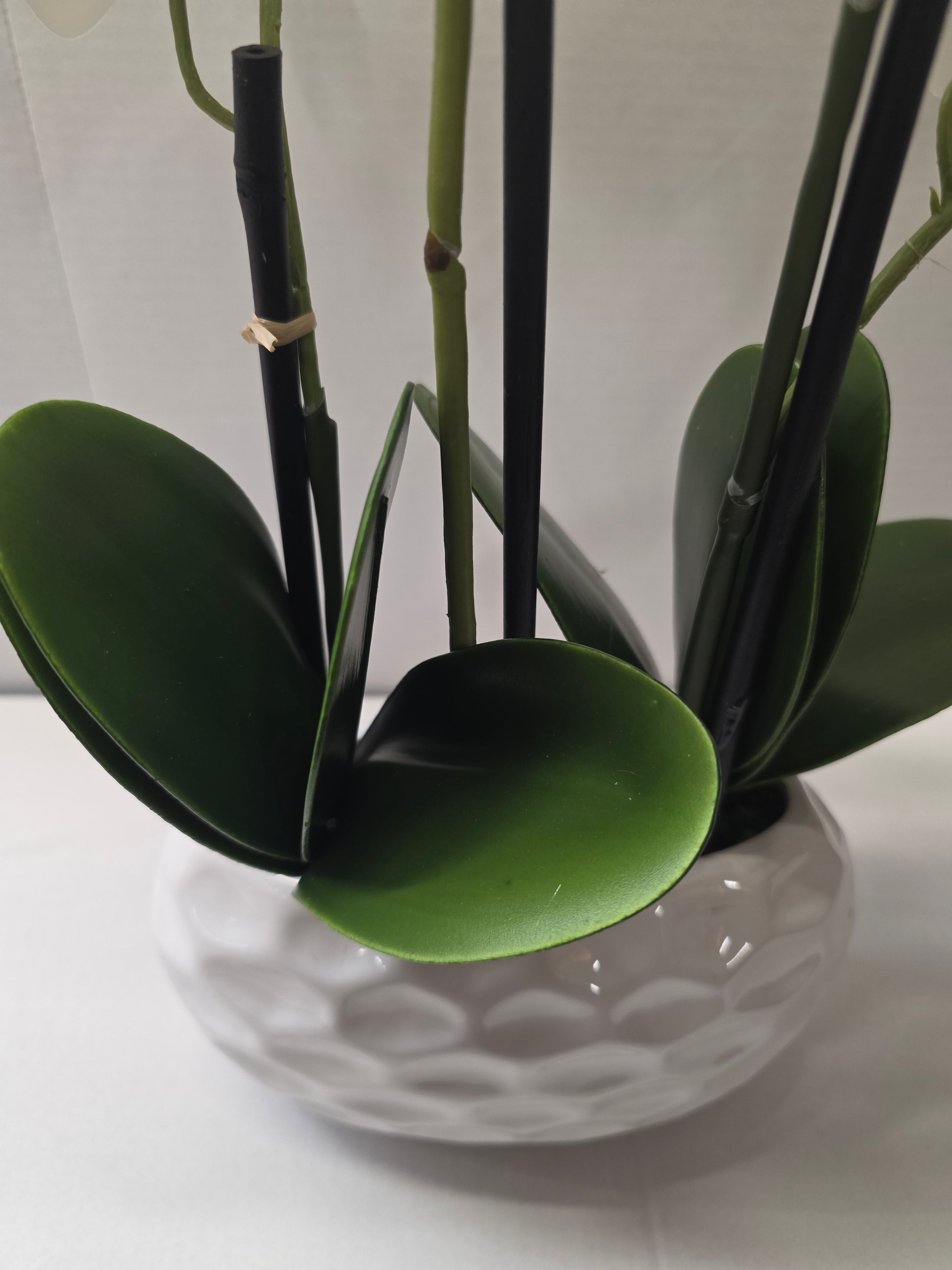 Phalaenopsis Dimpled Pot 53cm