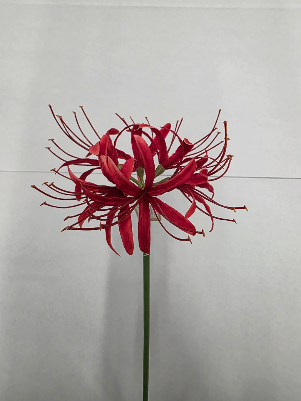 Artificial Lycoris Radiata Red 64cm