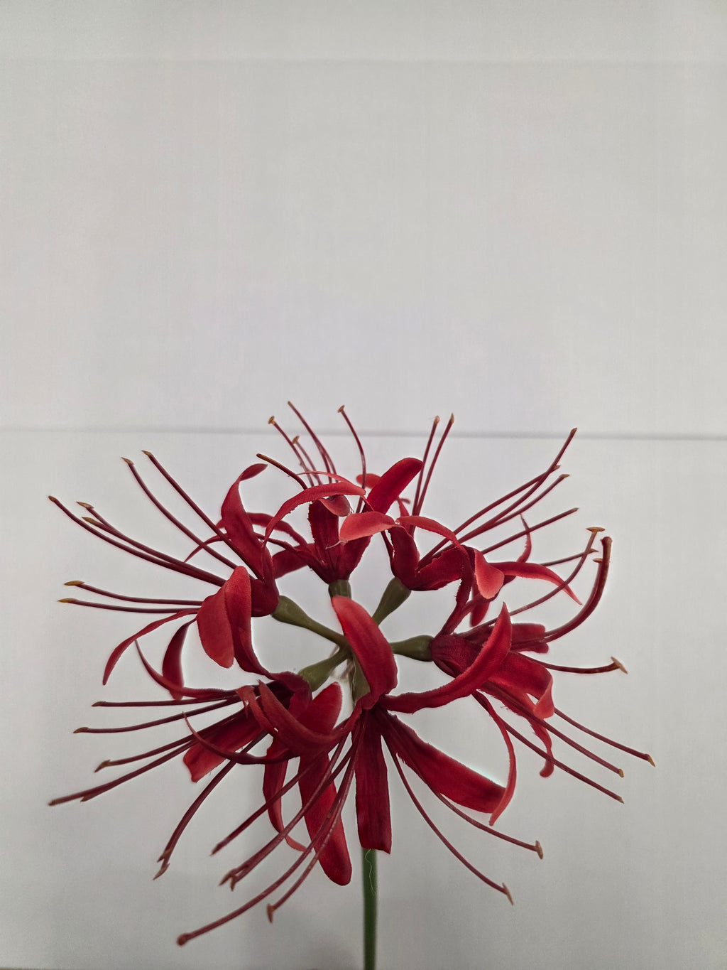 Artificial Lycoris Radiata Red 64cm