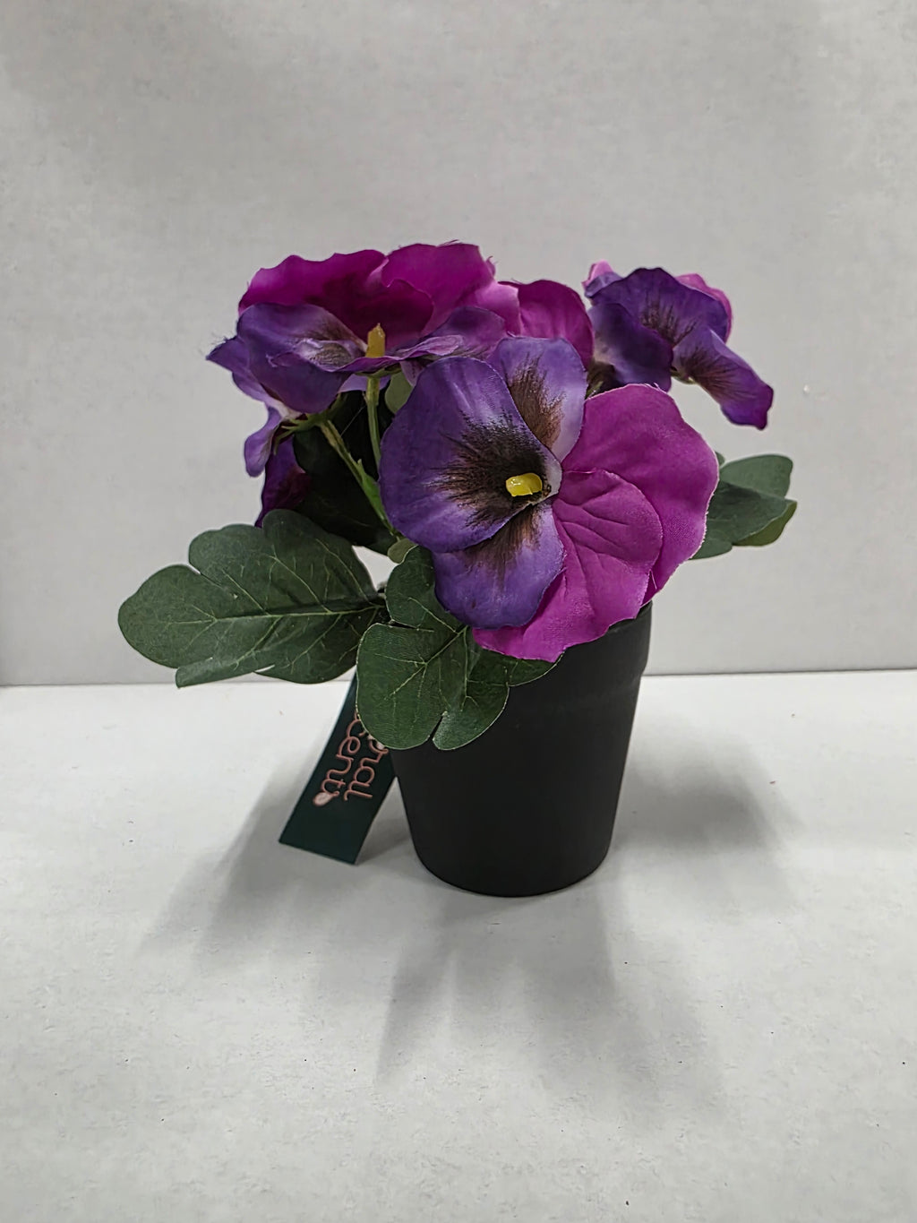 Viola In Pot Purple 17cm (pack of 2)