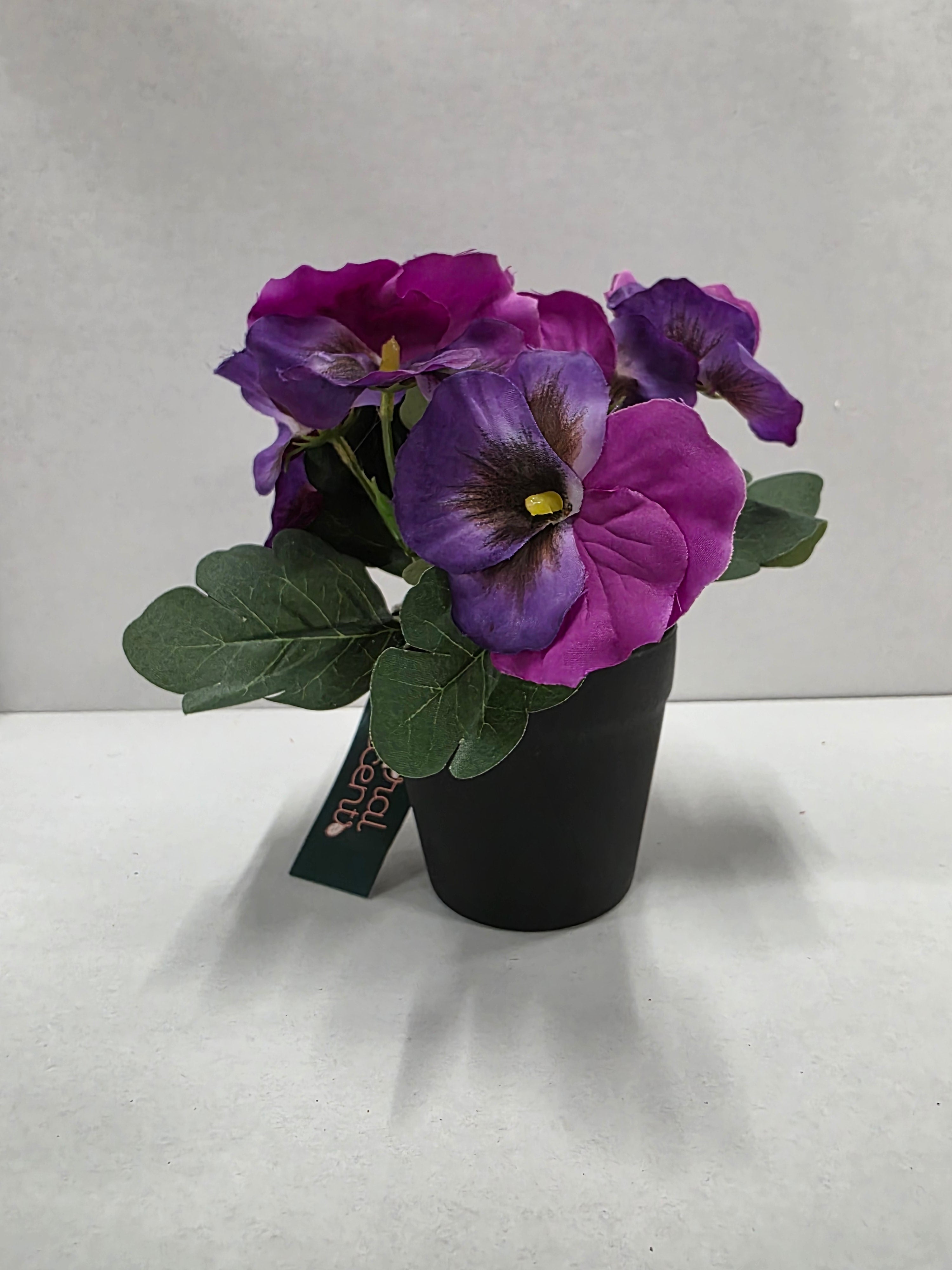 Viola In Pot Purple 17cm (pack of 2)