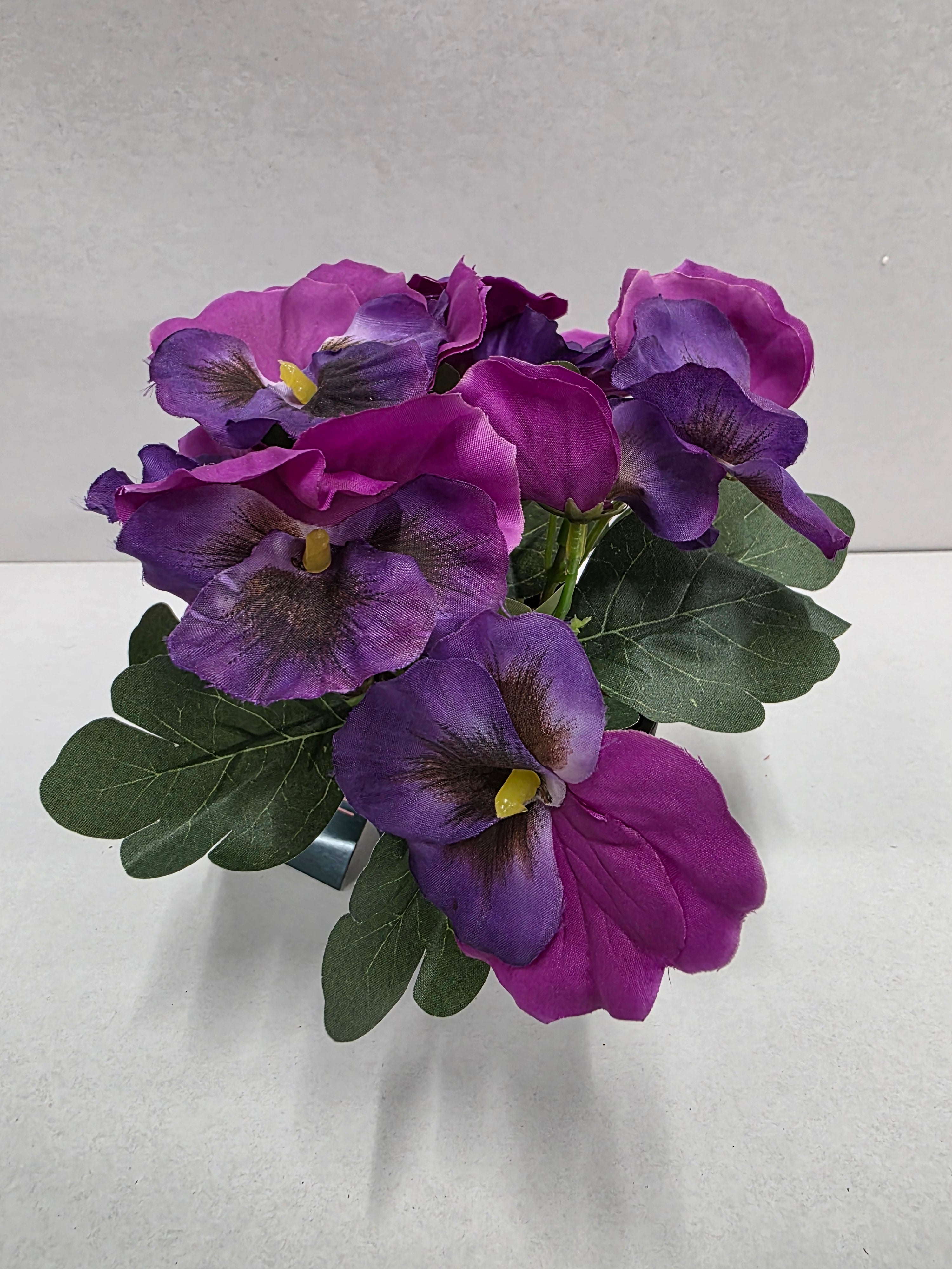 Viola In Pot Purple 17cm (pack of 2)