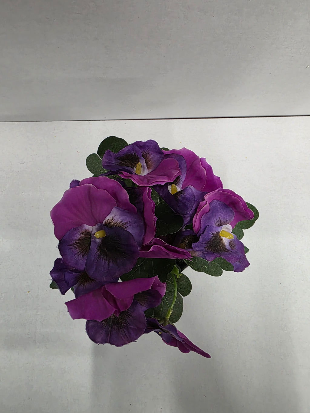 Viola In Pot Purple 17cm (pack of 2)