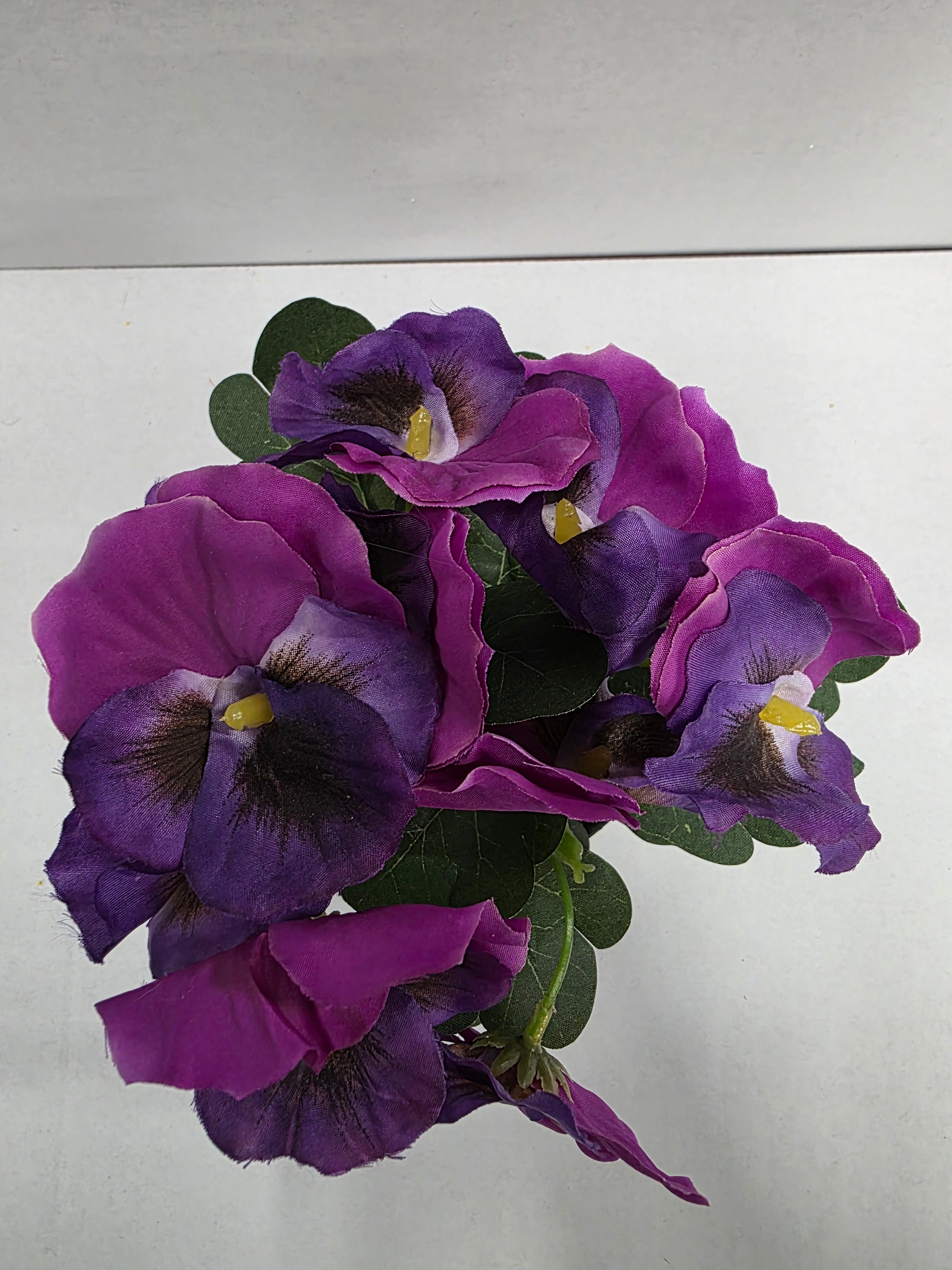Viola In Pot Purple 17cm (pack of 2)