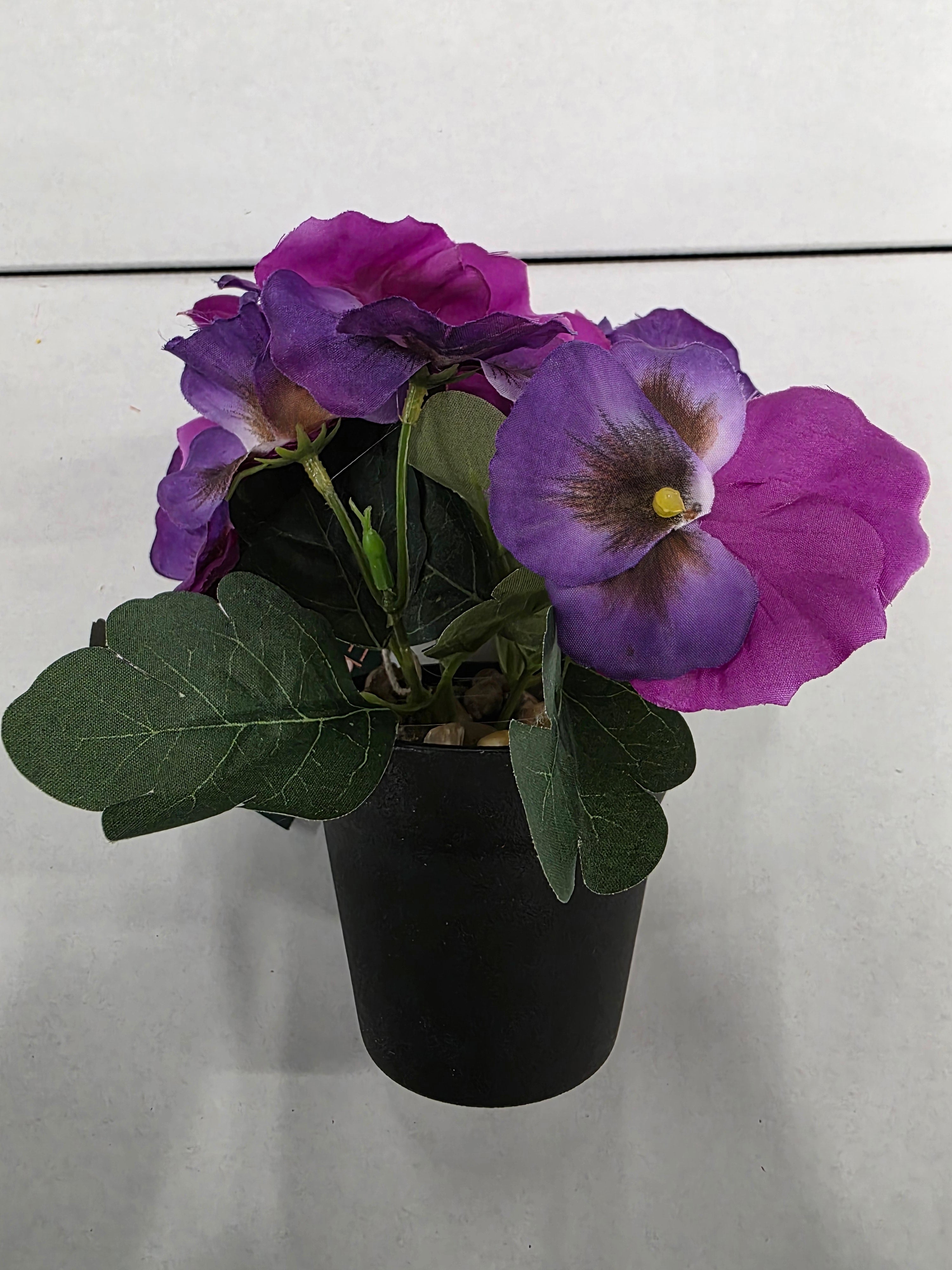 Viola In Pot Purple 17cm (pack of 2)