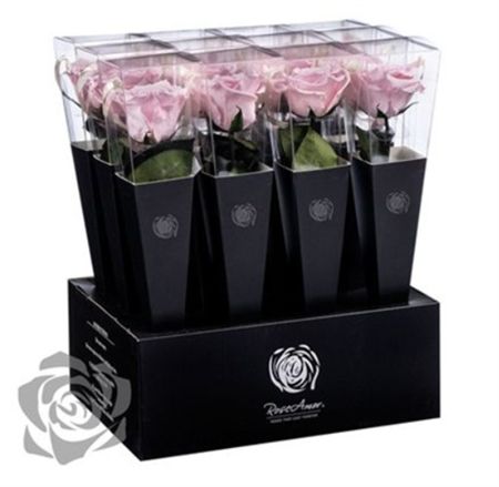 Preserved Rosa Lori Stems Pin 04 30