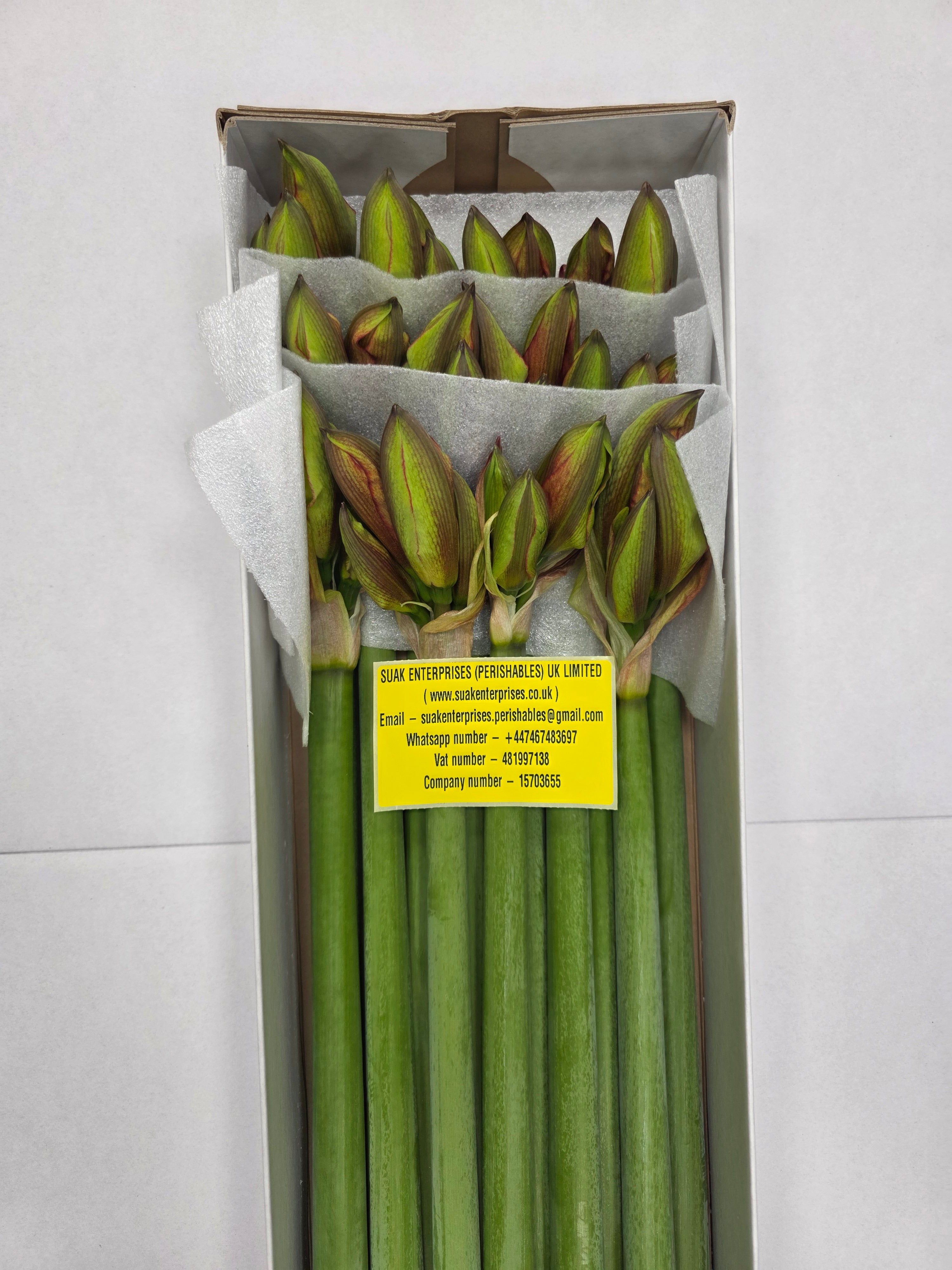 Farm Fresh Hippeastrum/Amarylis Bentley(Box of 12 stems, Length 80cm)