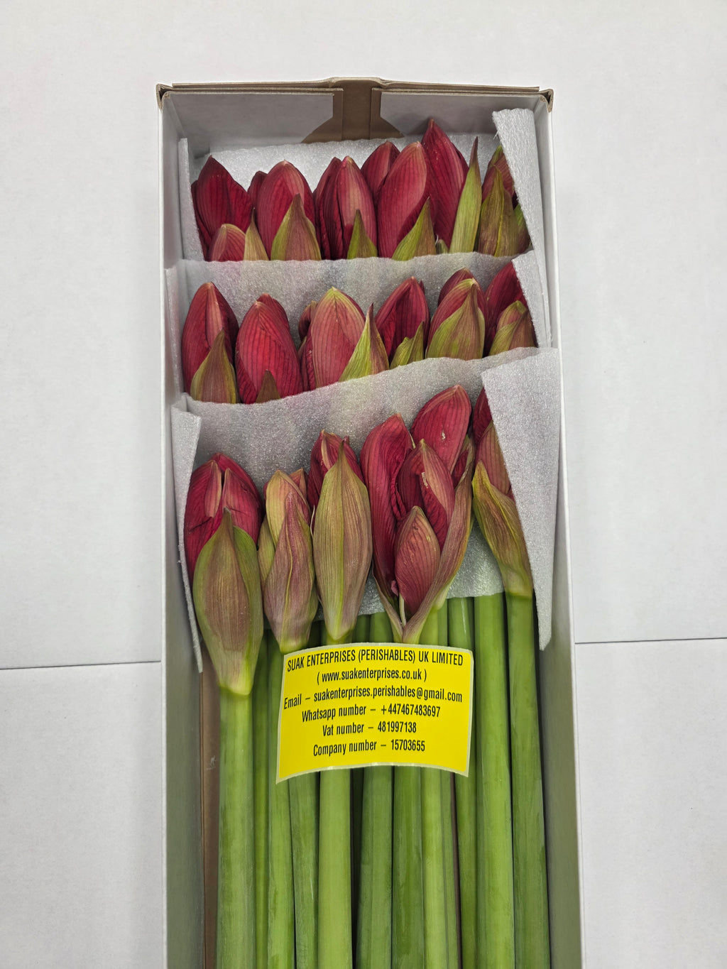 Farm Fresh Hippeastrum/Amarylis Isabella (Box of 12 stems, Length 80cm)