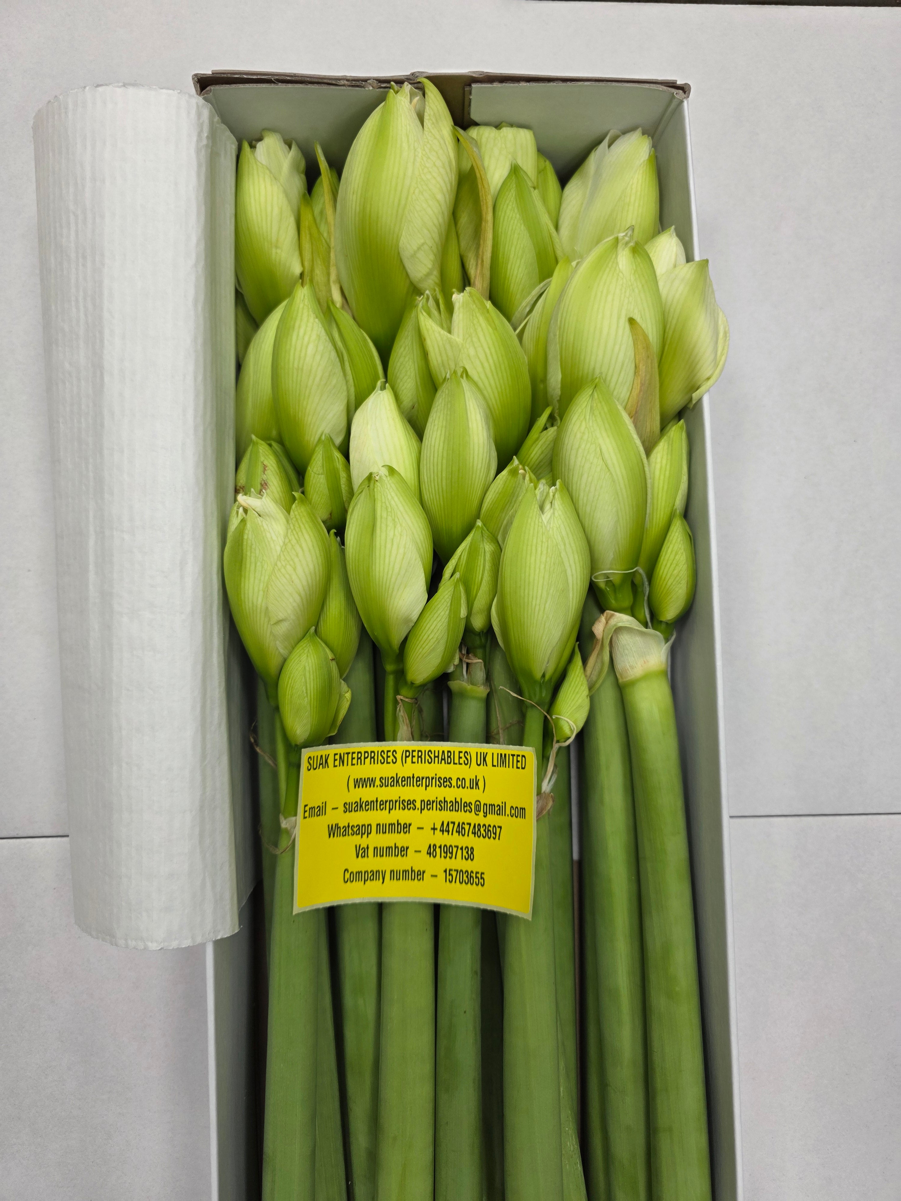 Farm Fresh Hippeastrum/Amarylis Dg Wimbledon(Box of 15 stems, Length 70cm)