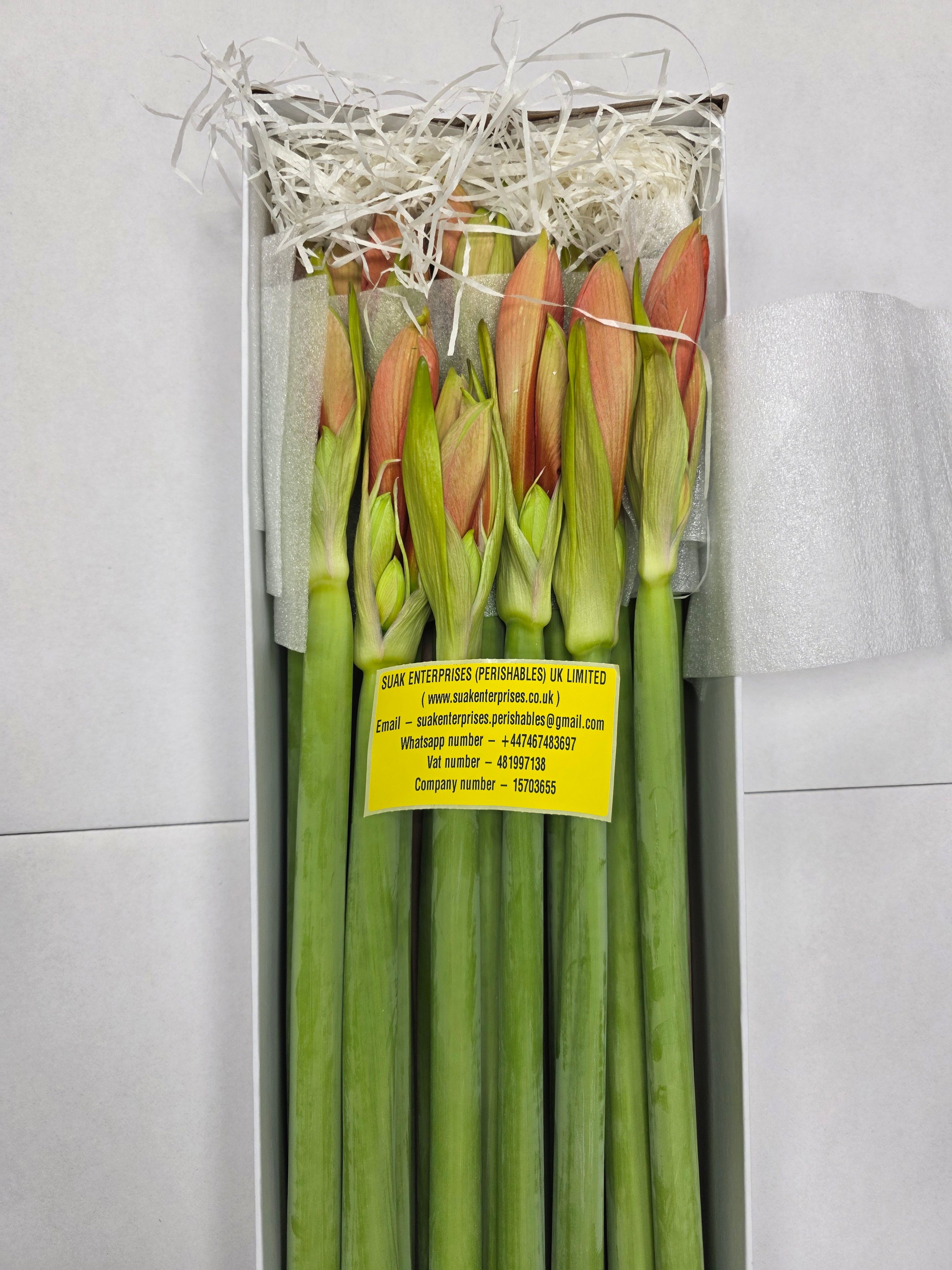 Farm Fresh Hippeastrum/Amarylis Desire(Box of 18 stems, Length 70cm)