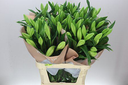 Farm Fresh Lilium Longifloram Watch up 2+(Bunch of 10stems,Length 90cm)