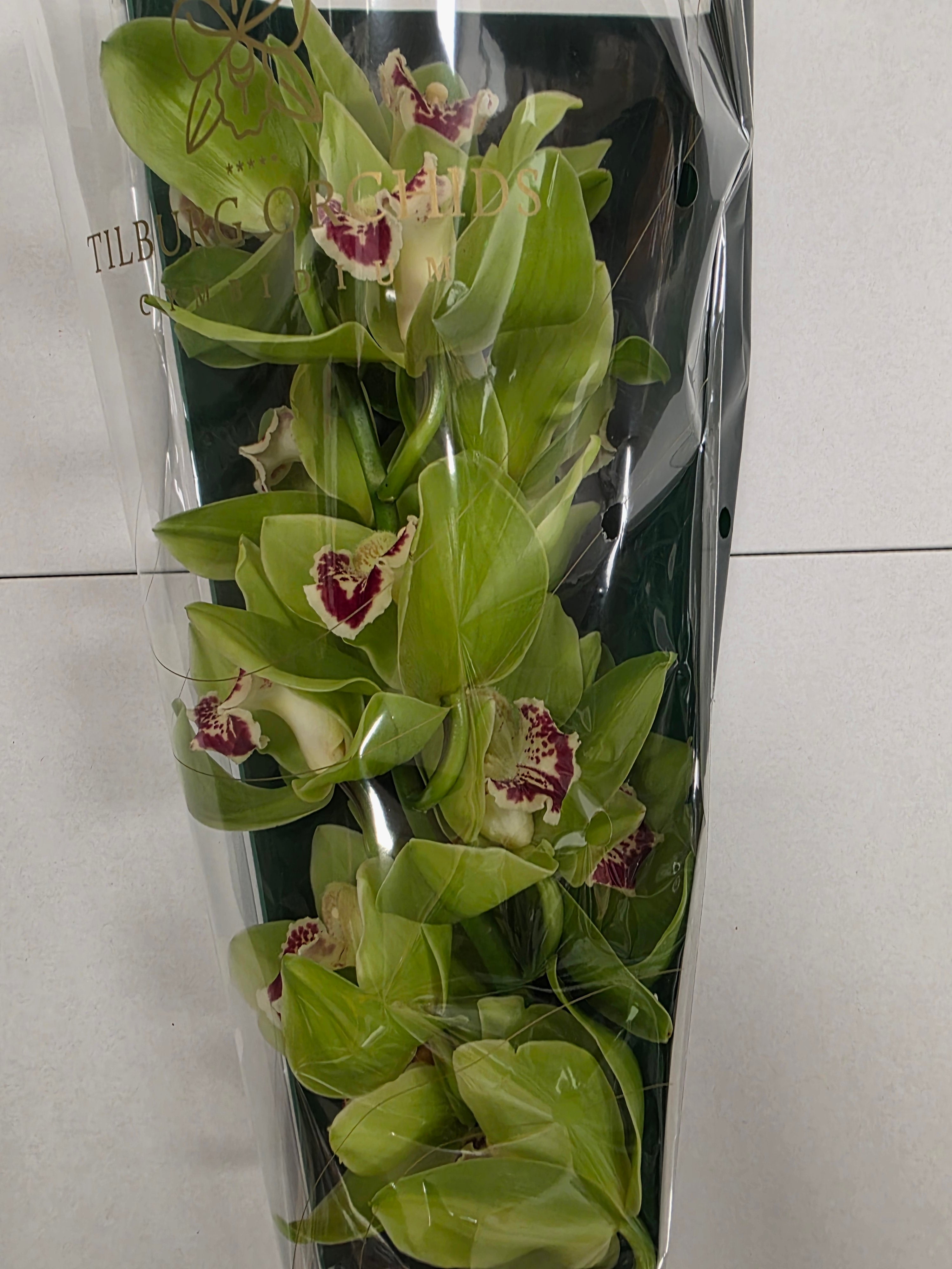 Farm Fresh Orchid/Cymbidium Tak Noah(Bunch of 2 stems, Length 50cm)