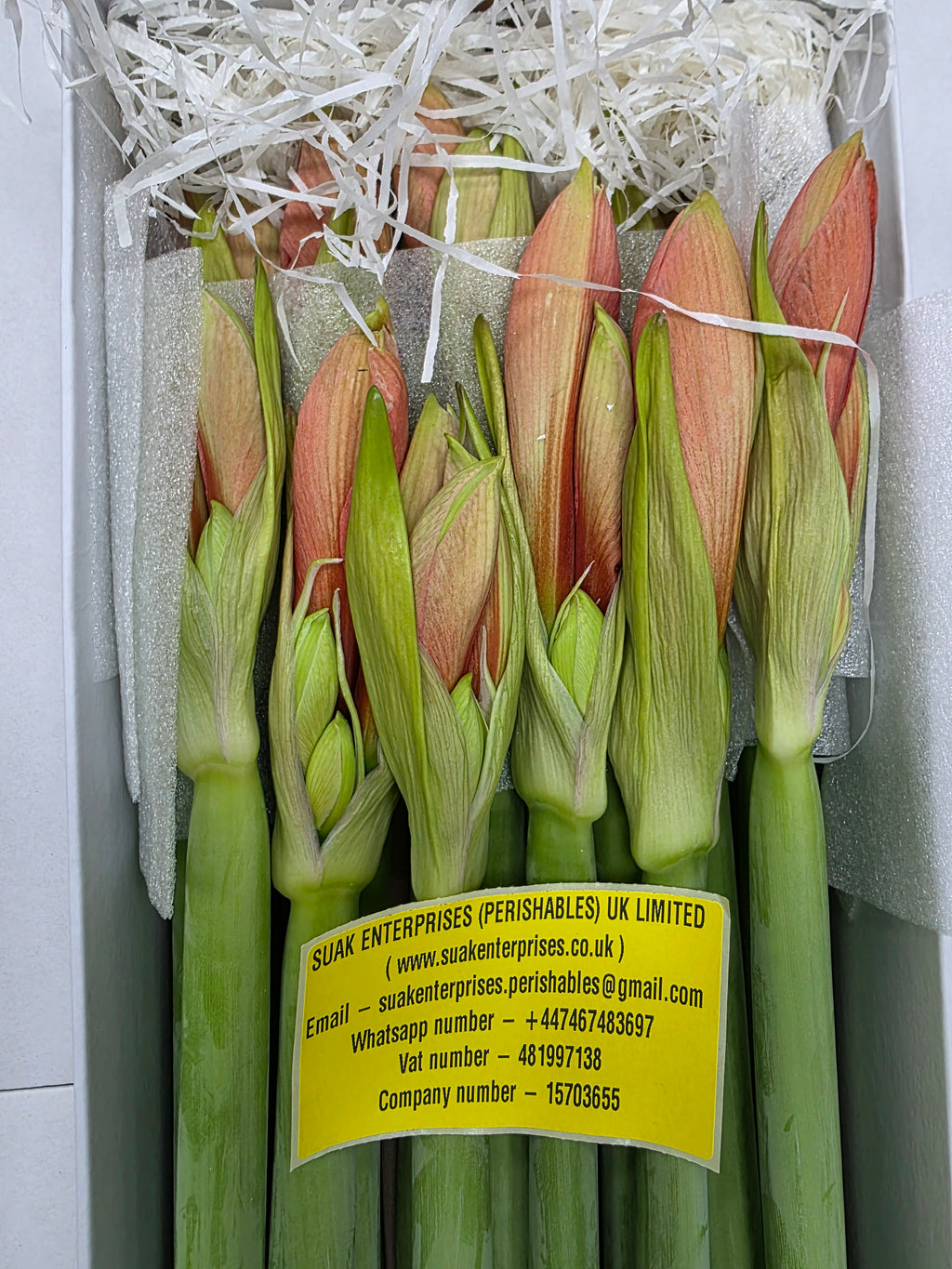 Farm Fresh Hippeastrum/Amarylis Desire(Box of 18 stems, Length 70cm)