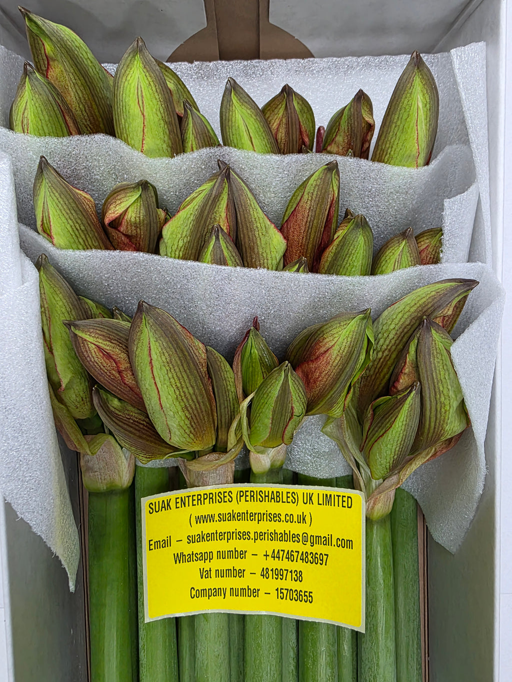 Farm Fresh Hippeastrum/Amarylis Bentley(Box of 12 stems, Length 80cm)
