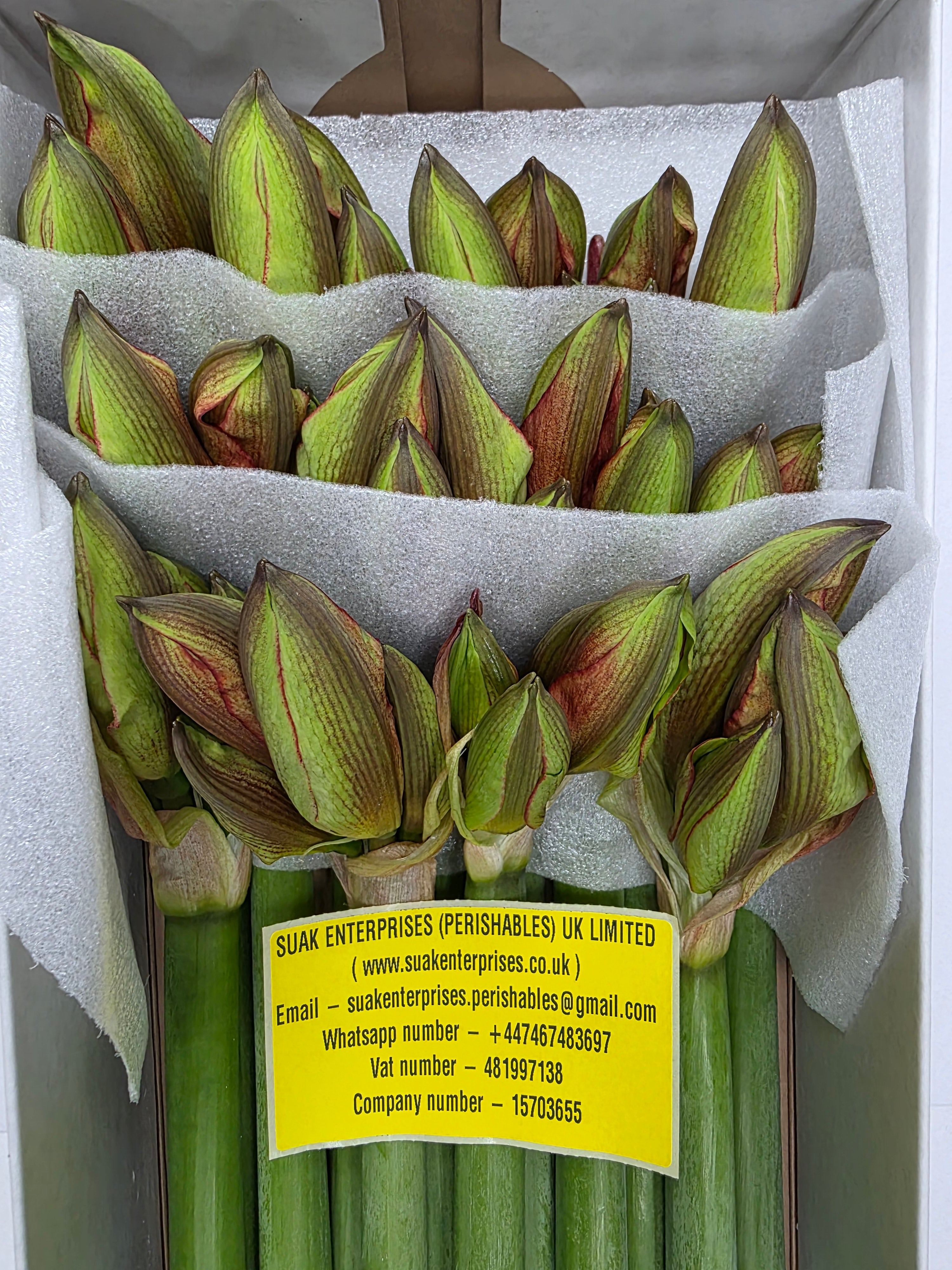Farm Fresh Hippeastrum/Amarylis Bentley(Box of 12 stems, Length 80cm)