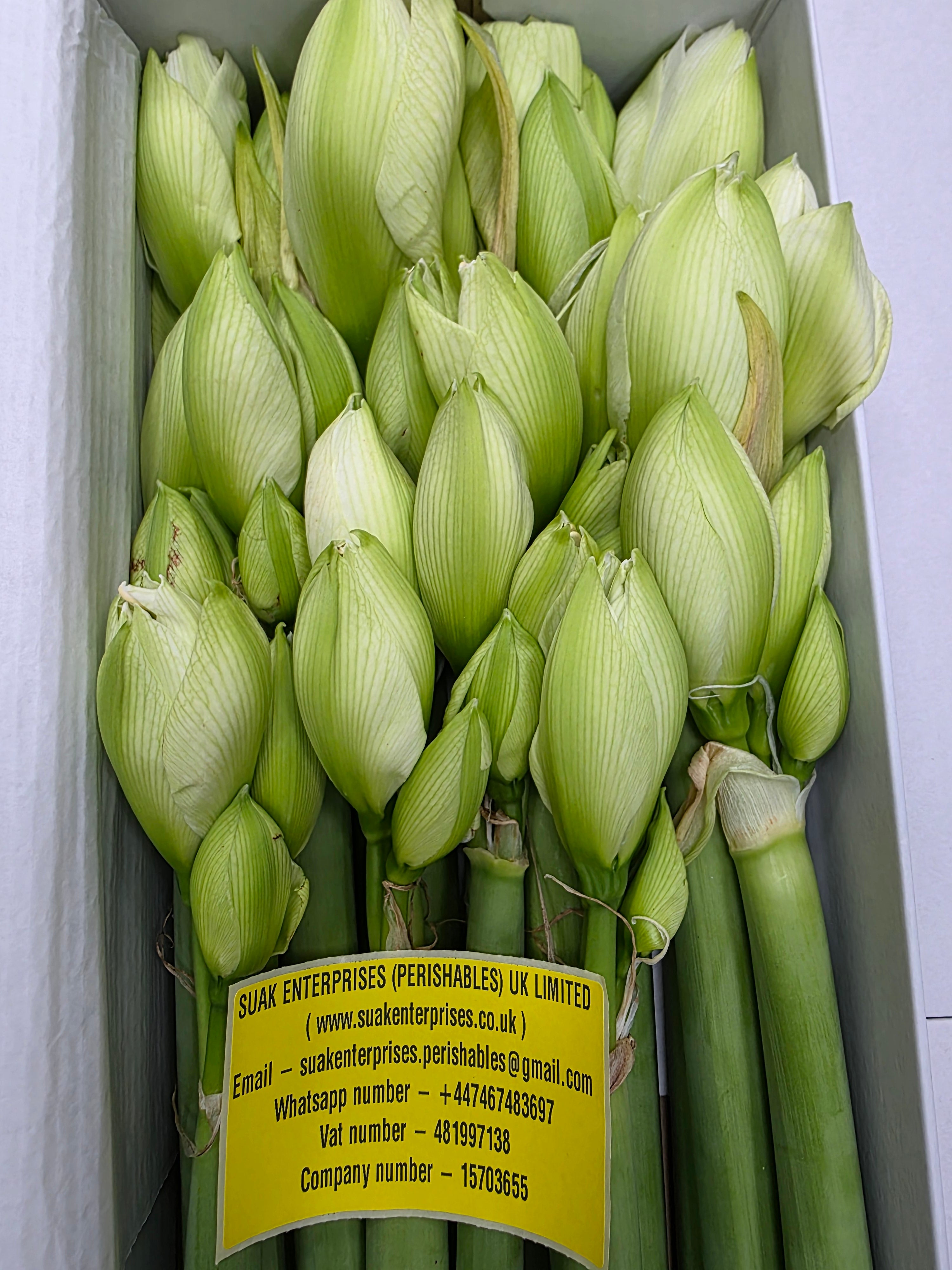 Farm Fresh Hippeastrum/Amarylis Dg Wimbledon(Box of 15 stems, Length 70cm)