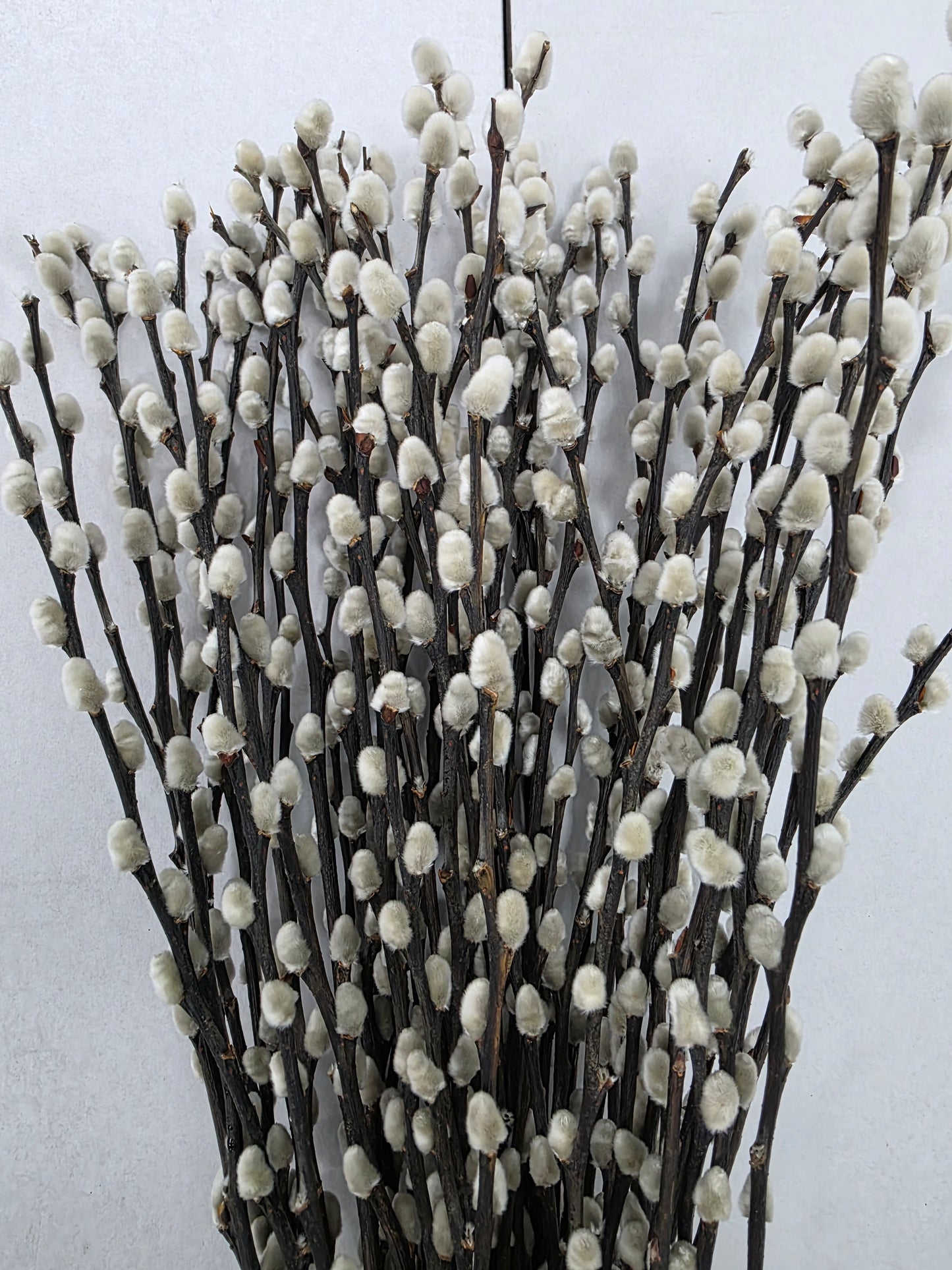 Salix Snow Flak