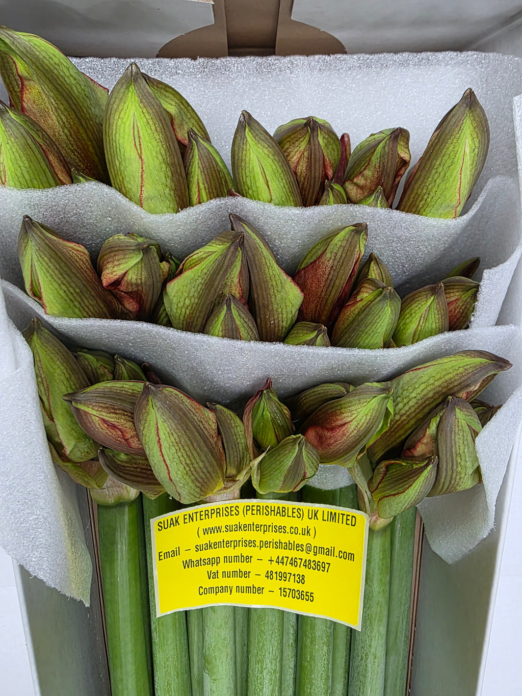 Farm Fresh Hippeastrum/Amarylis Bentley(Box of 12 stems, Length 80cm)