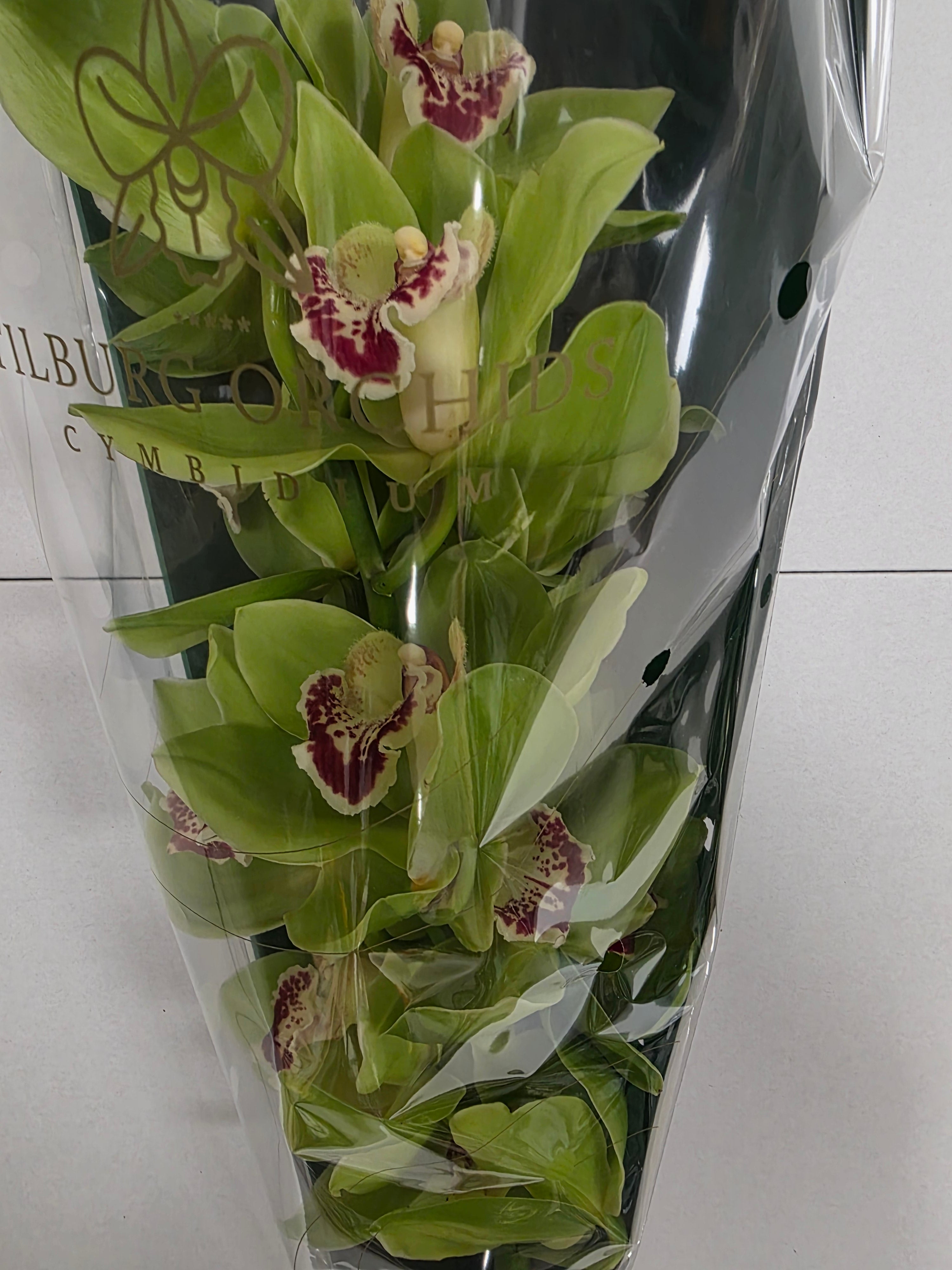 Farm Fresh Orchid/Cymbidium Tak Noah (Bunch of 1 stems, Length 60cm)