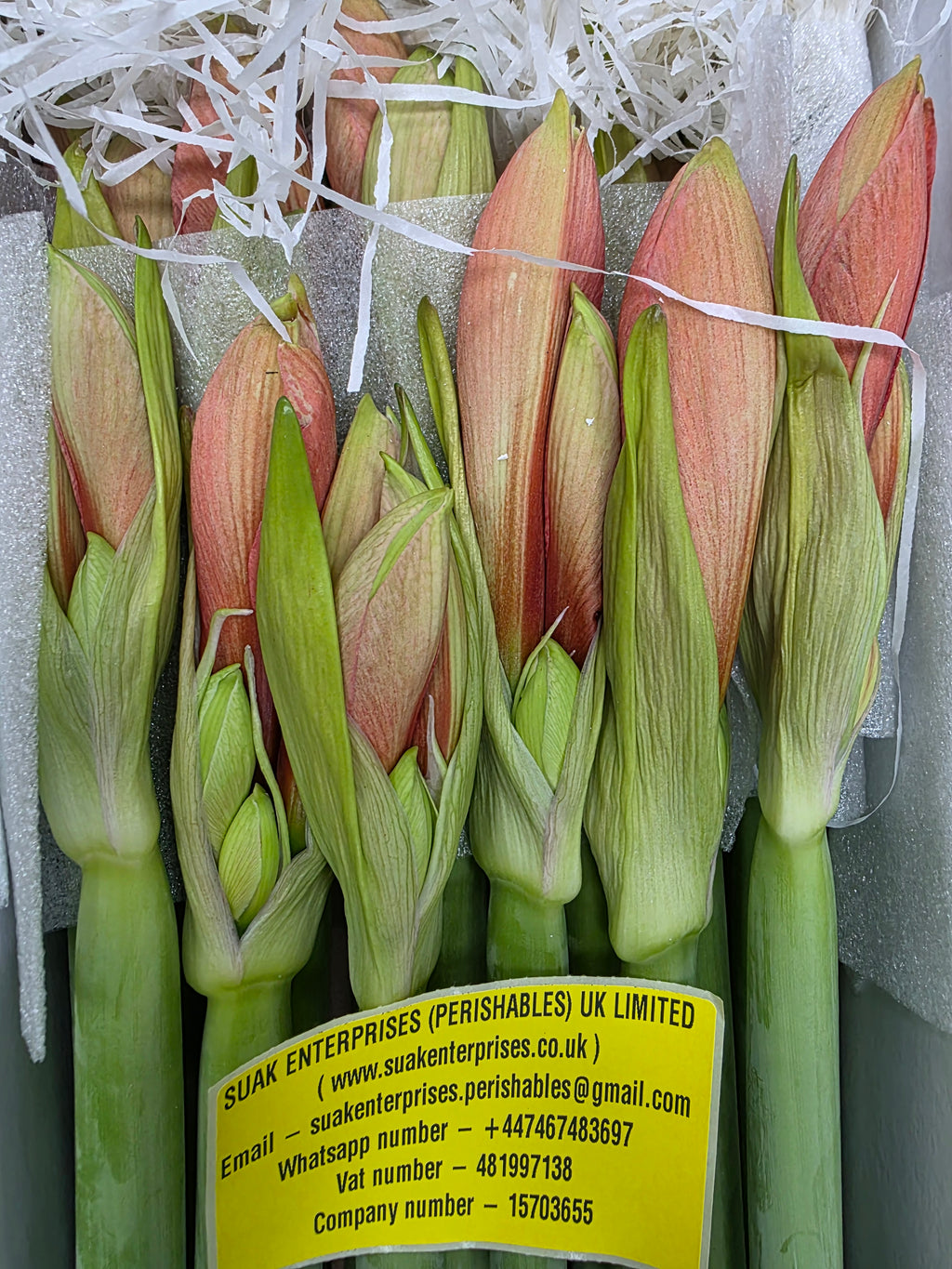 Farm Fresh Hippeastrum/Amarylis Desire(Box of 18 stems, Length 70cm)