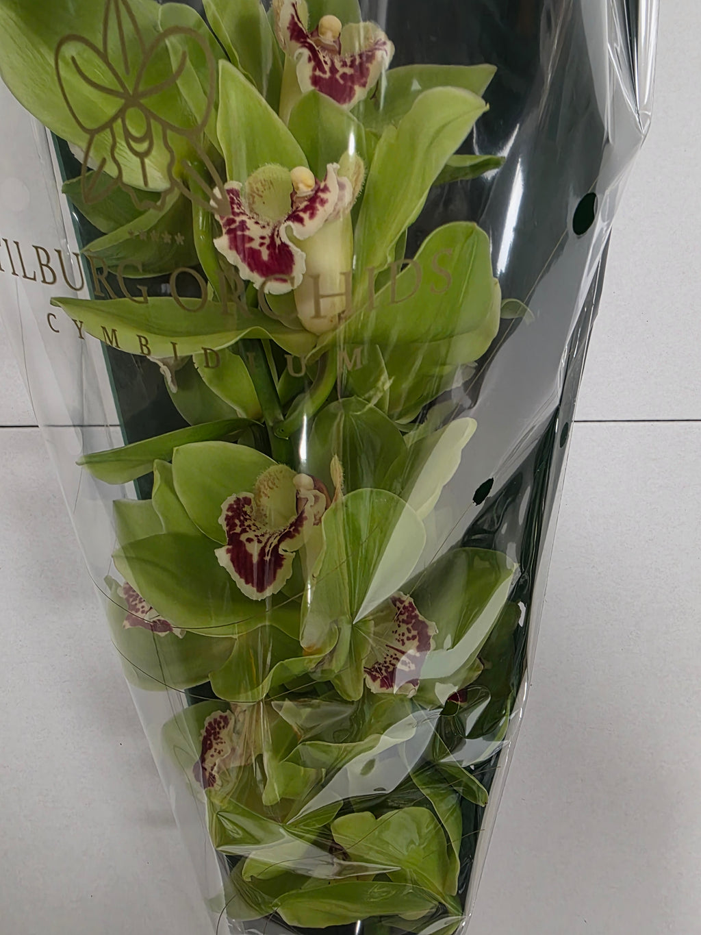 Farm Fresh Orchid/Cymbidium Tak Noah(Bunch of 2 stems, Length 50cm)
