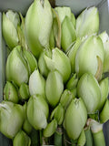 Farm Fresh Hippeastrum/Amarylis Dg Wimbledon(Box of 15 stems, Length 70cm)
