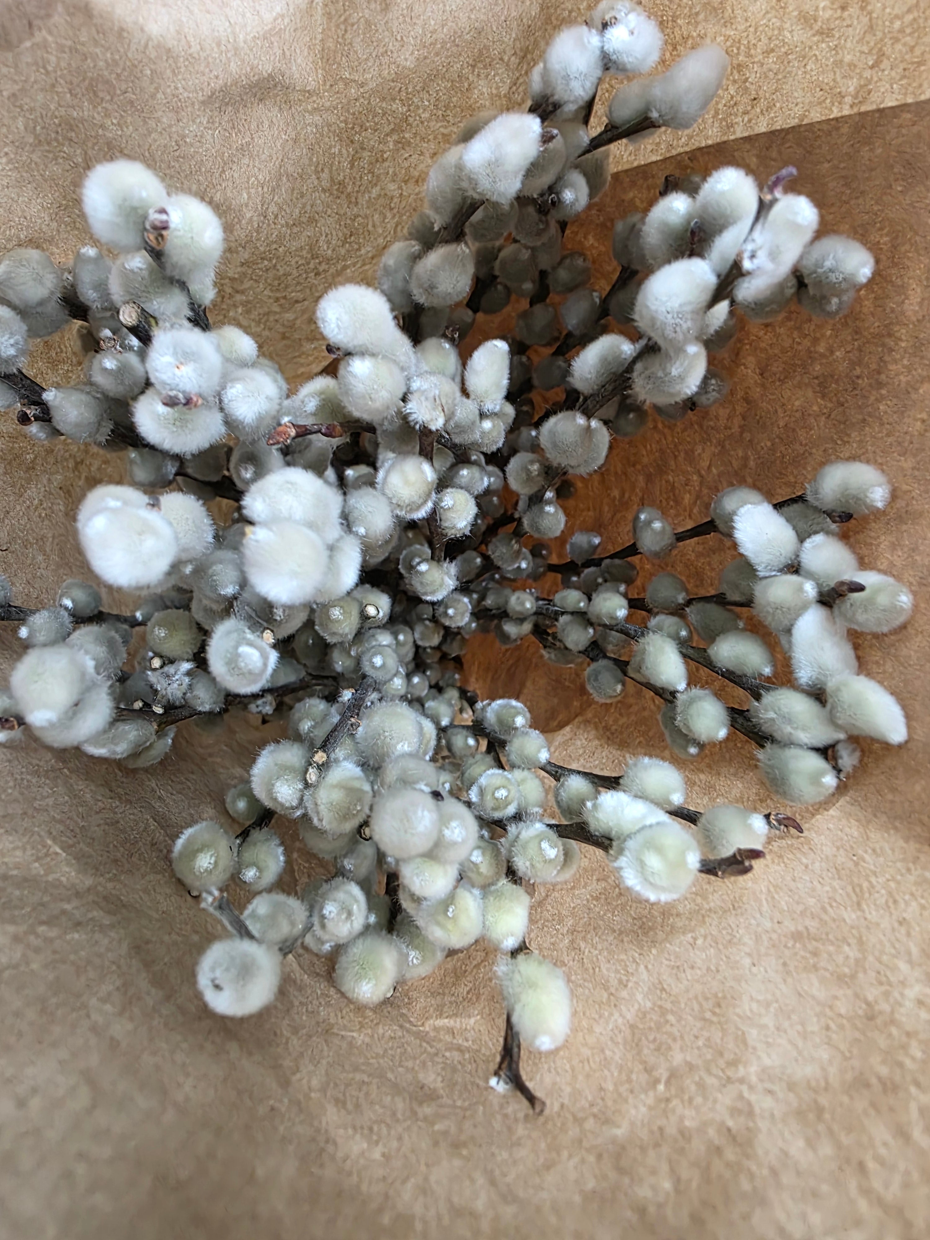 Salix Snow Flak