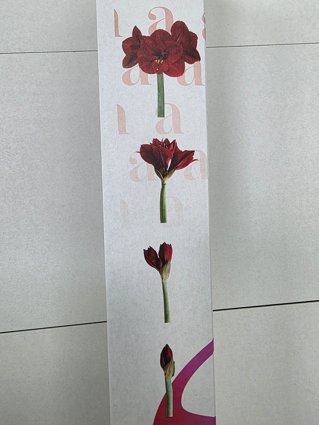 Farm Fresh Hippeastrum/Amarylis Desire(Box of 18 stems, Length 70cm)