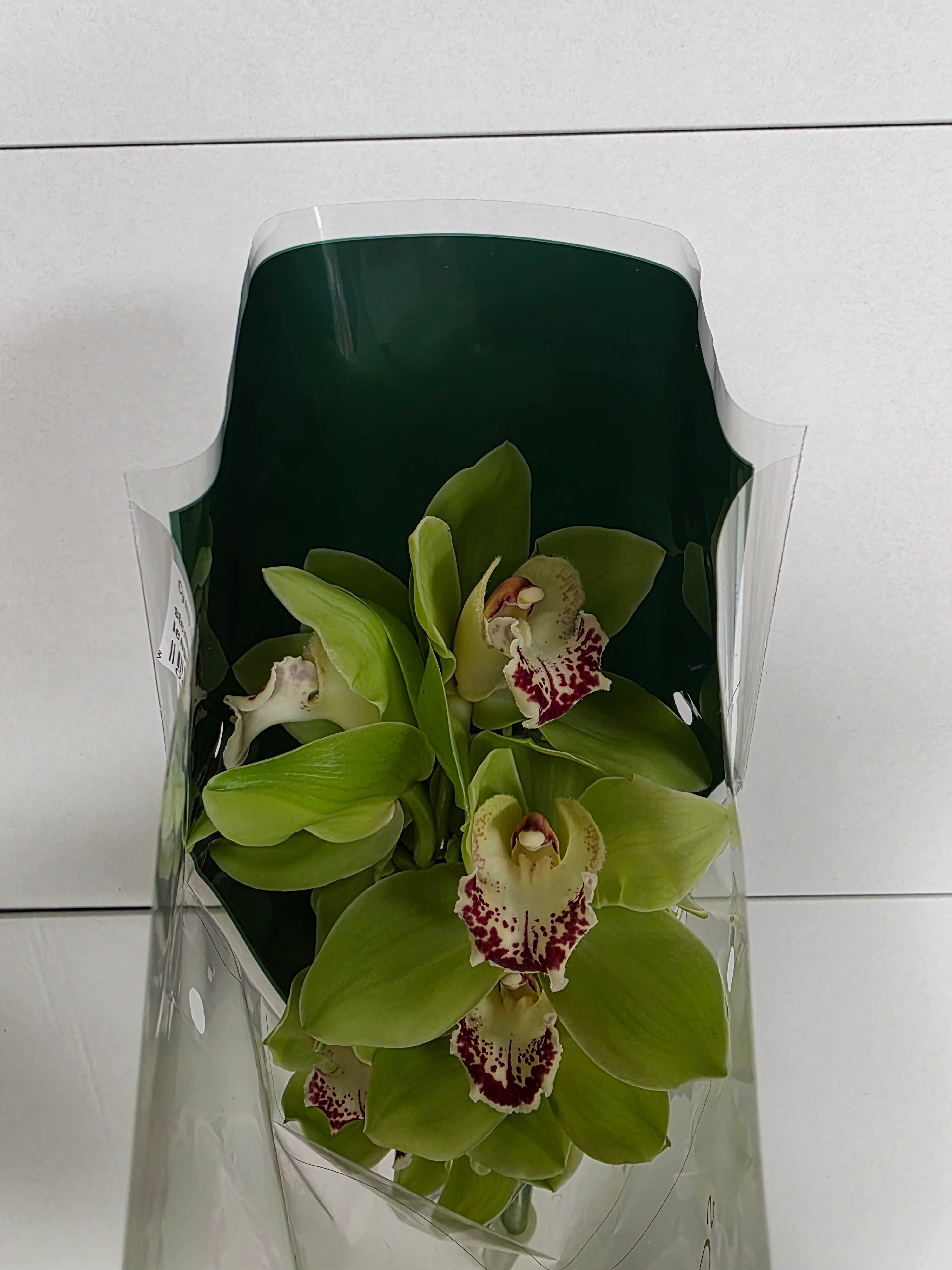 Farm Fresh Orchid/Cymbidium Tak Noah(Bunch of 2 stems, Length 50cm)