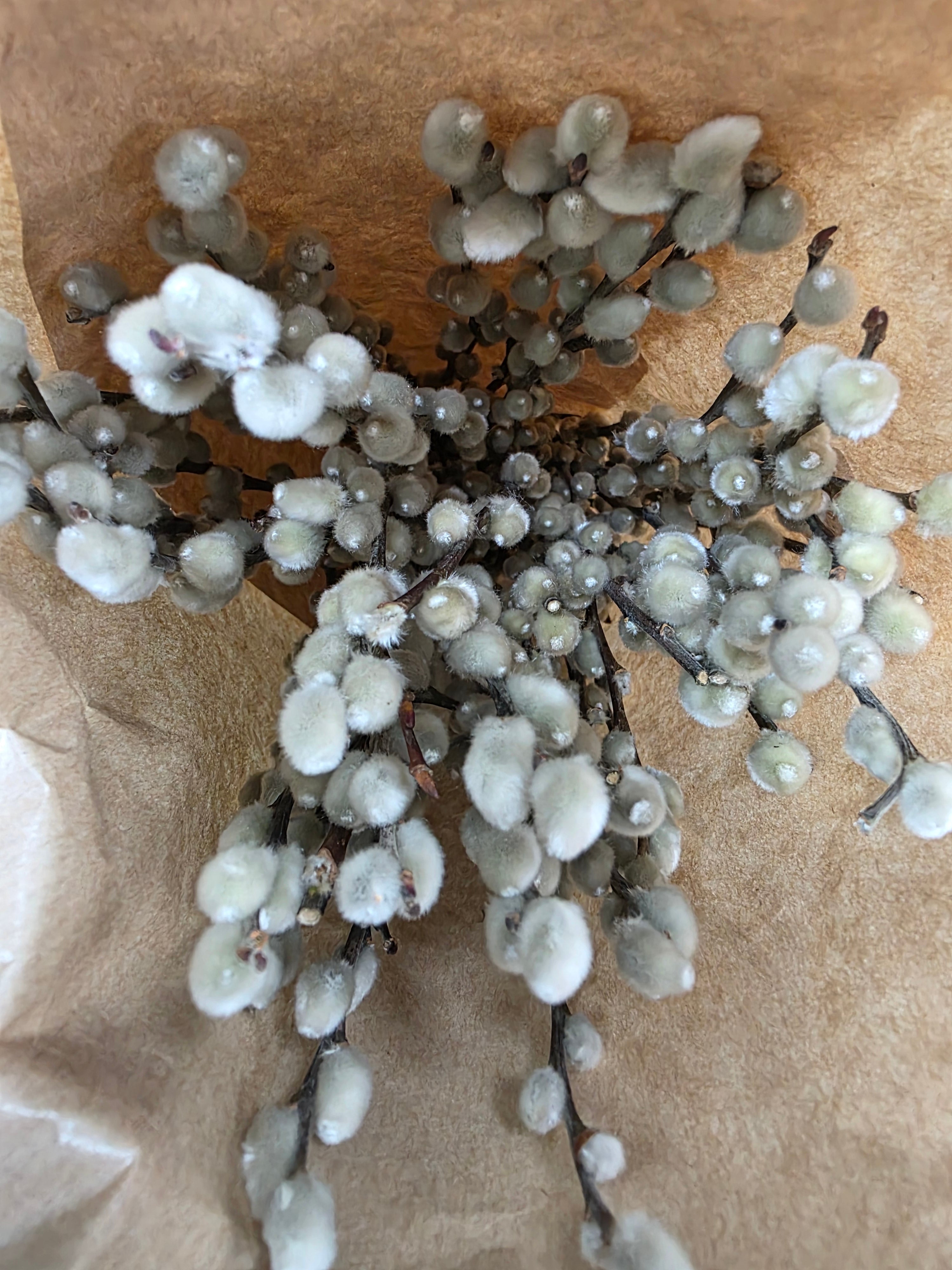Salix Snow Flak