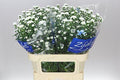 Farm Fresh Aster Cassy (Bunch of 25 stems,70-80 cm in length)
