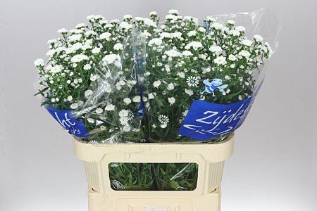 Aster Cassy (Bunch of 25 stems,75 cm in length)