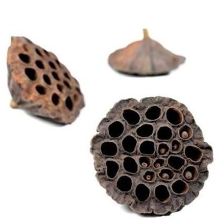 Dried Lotus Heads 6-8cm X50