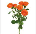 Farm Fresh Rosa Tr Ec Brilliant Stars Taurus (Bunch of 10 stems, Length 50cm)