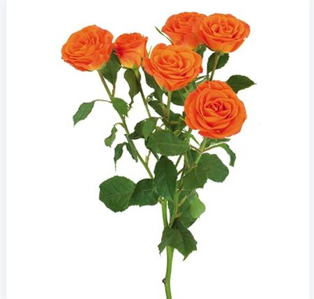 Farm Fresh Rosa Tr Ec Brilliant Stars Taurus (Bunch of 10 stems, Length 50cm)