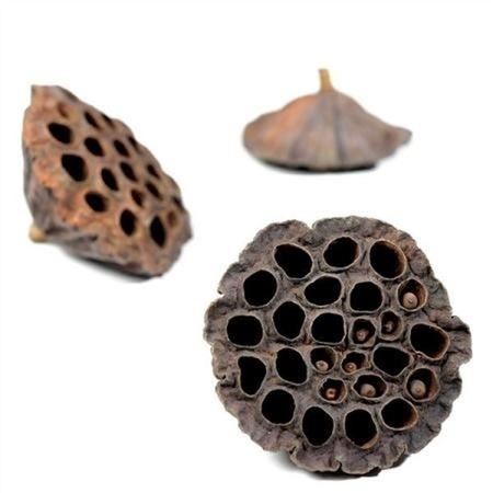 Dried Lotus Heads 4-6cm X100